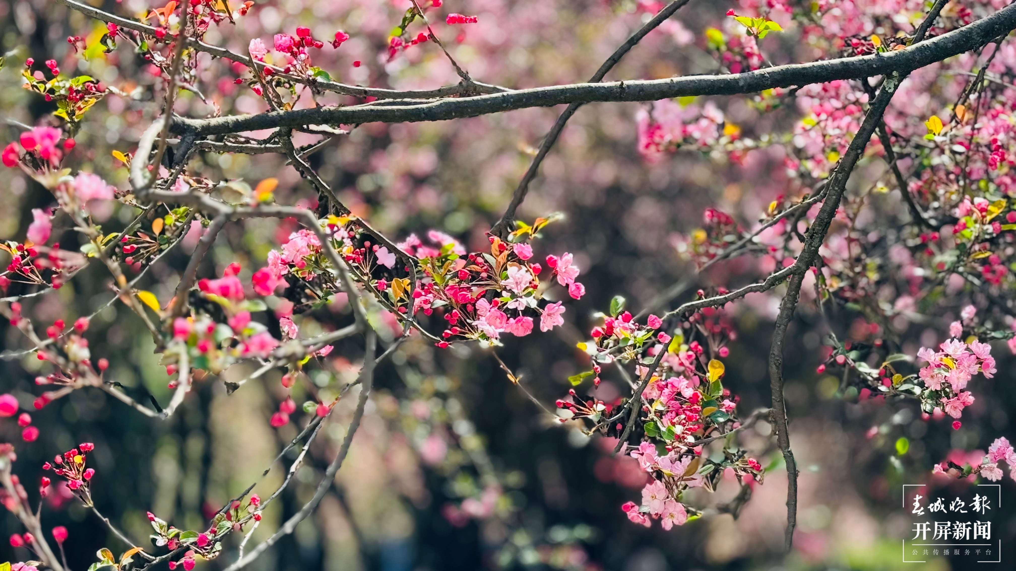 昆理工附中春色