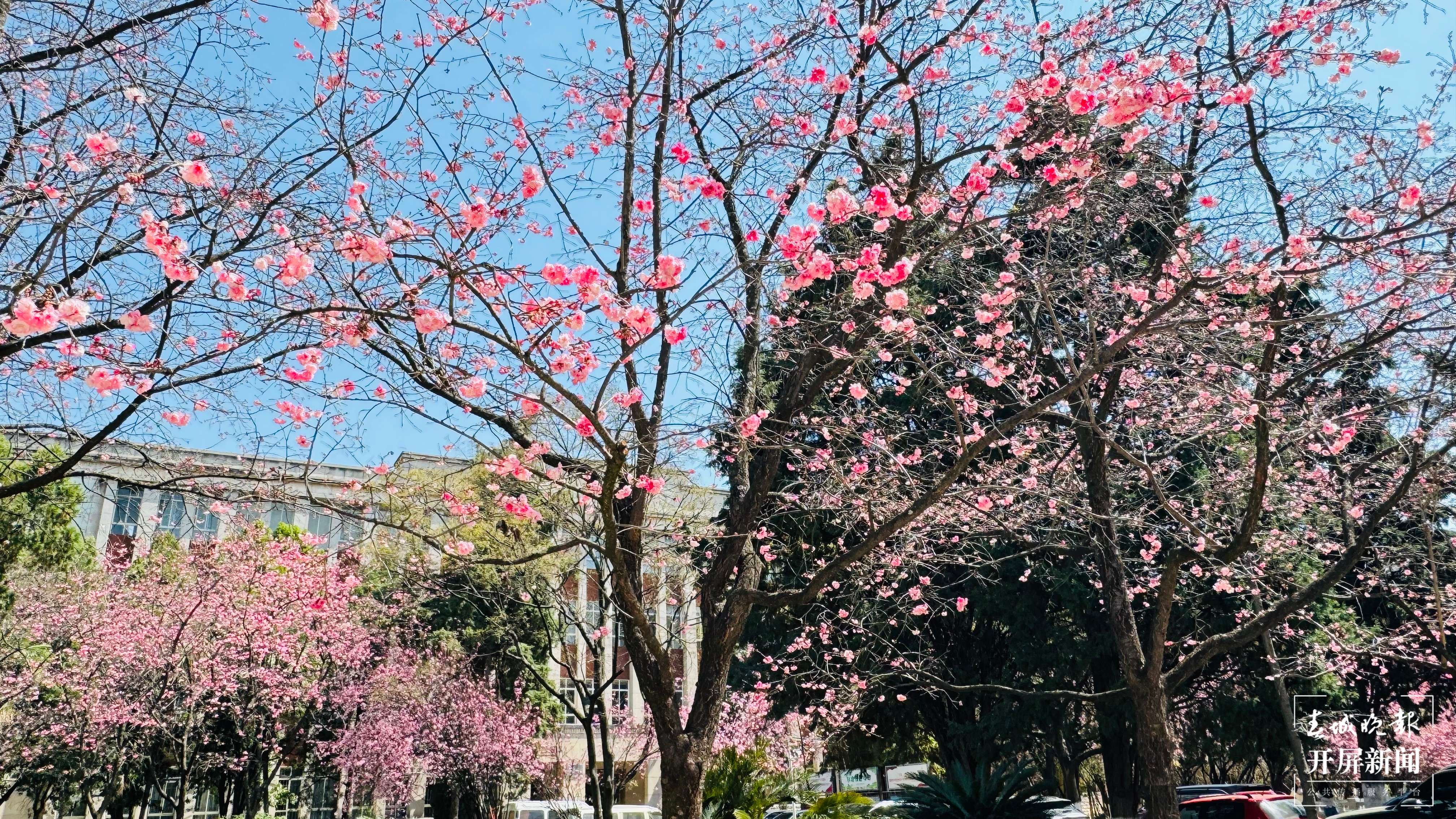昆理工附中春色