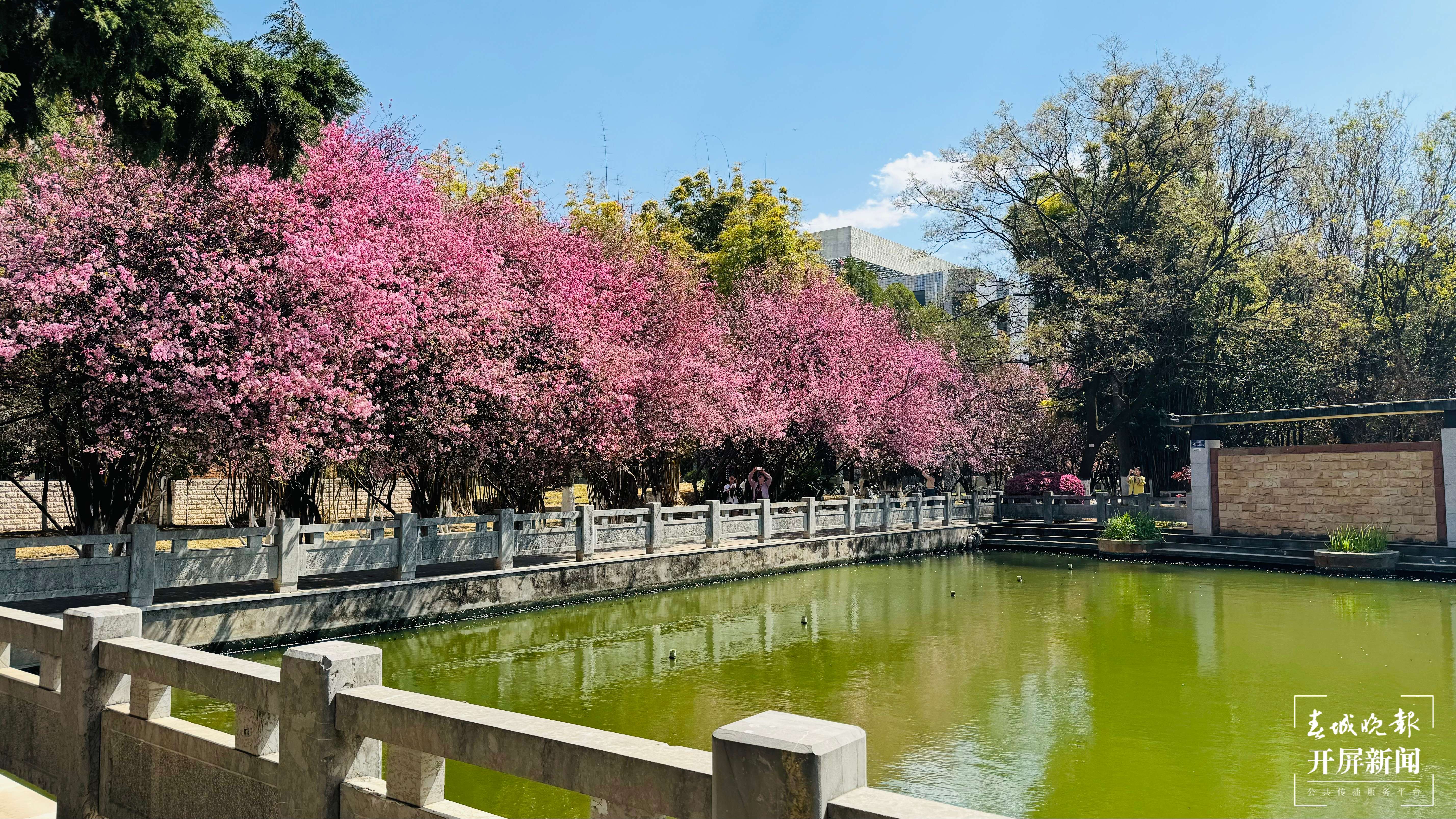 昆理工附中春色