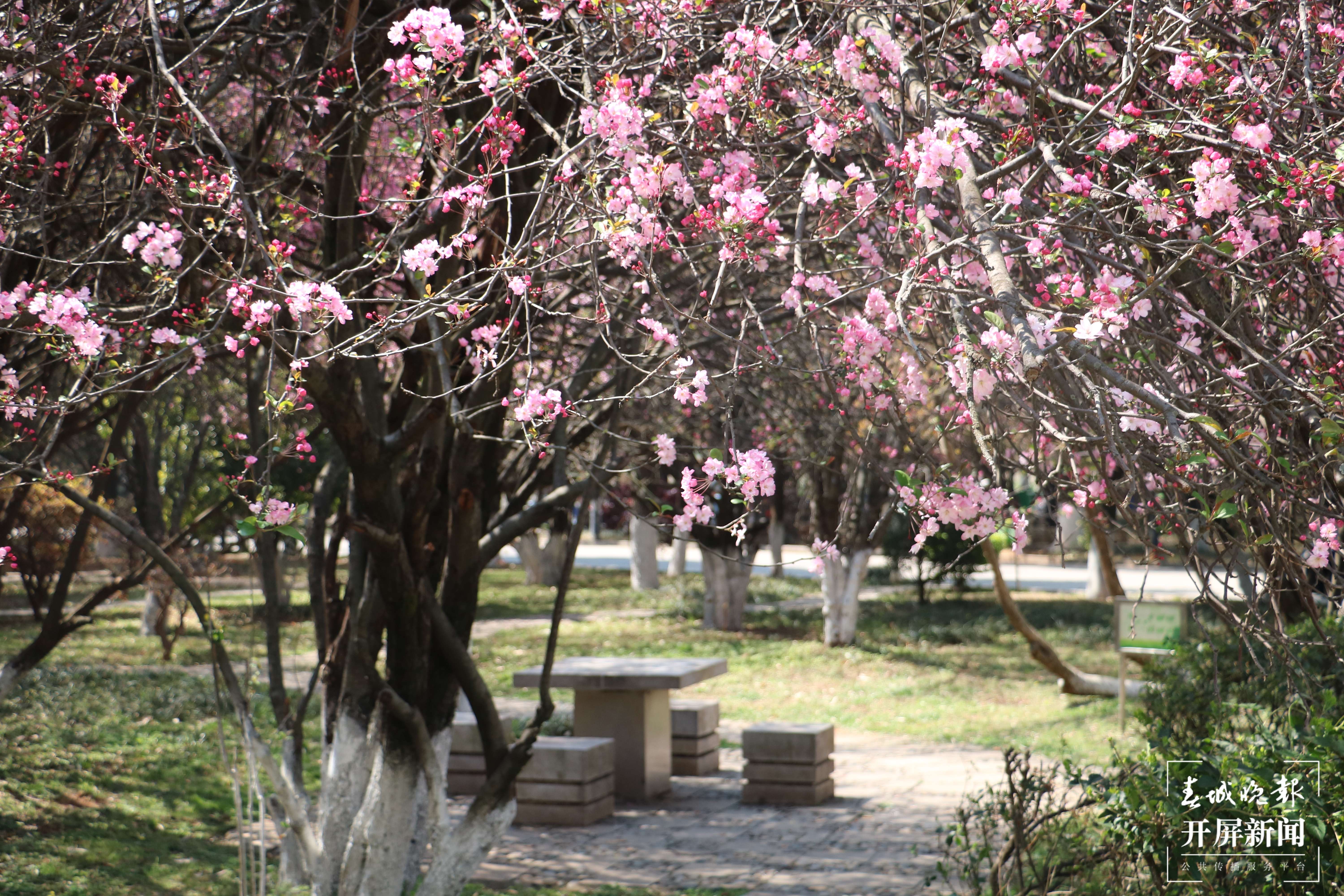 昆理工附中春色