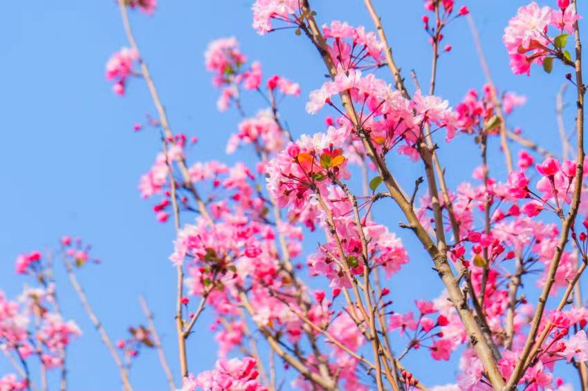 度假区二小拥金路校区春色