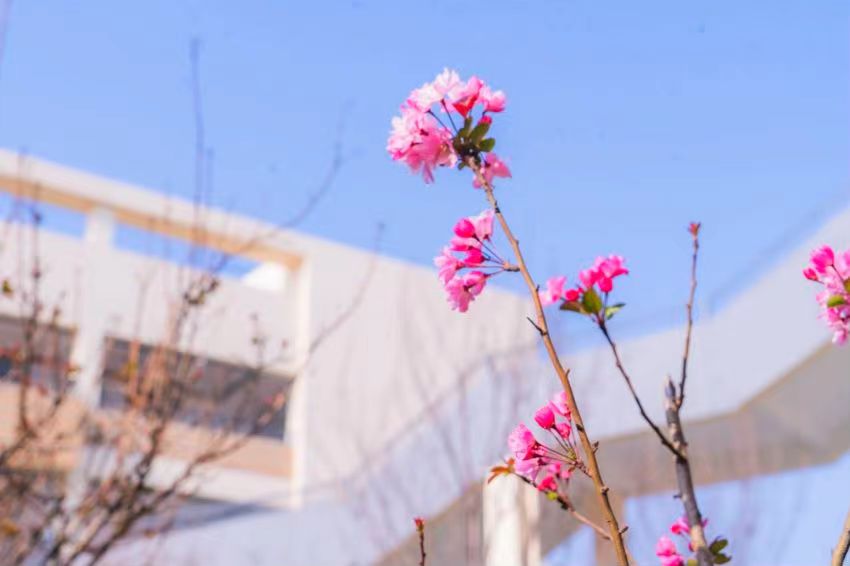 度假区二小拥金路校区春色