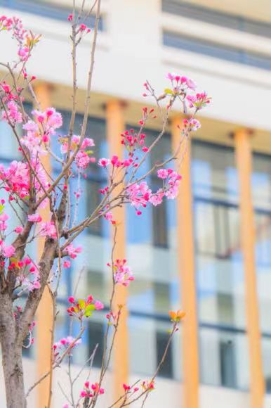 度假区二小拥金路校区春色