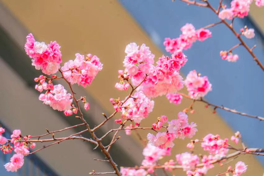 度假区二小拥金路校区春色