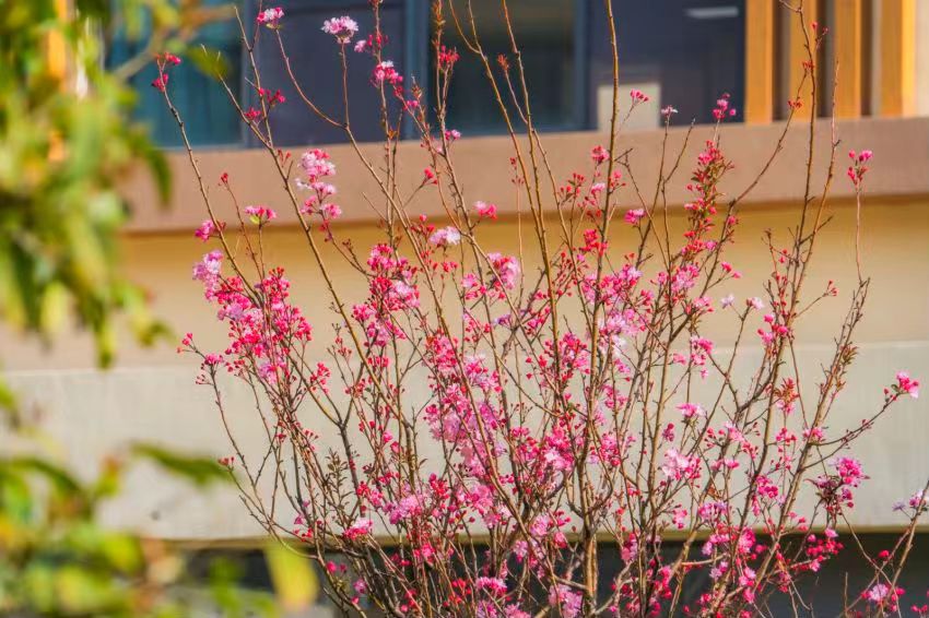 度假区二小拥金路校区春色