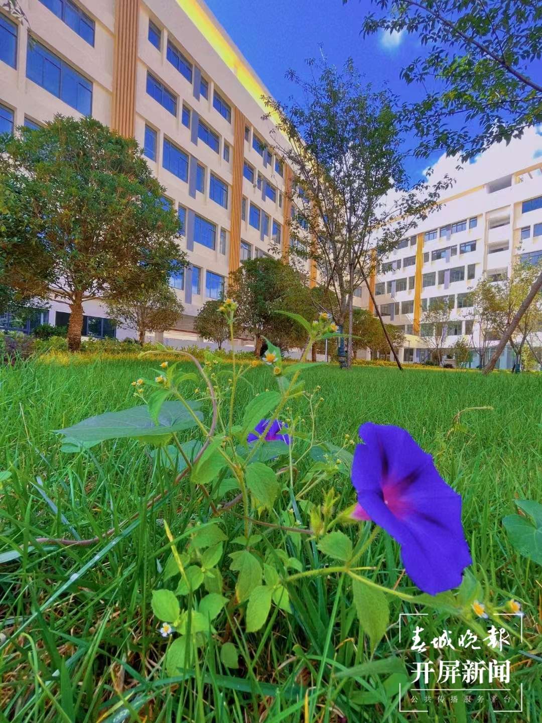 度假区二小拥金路校区春色