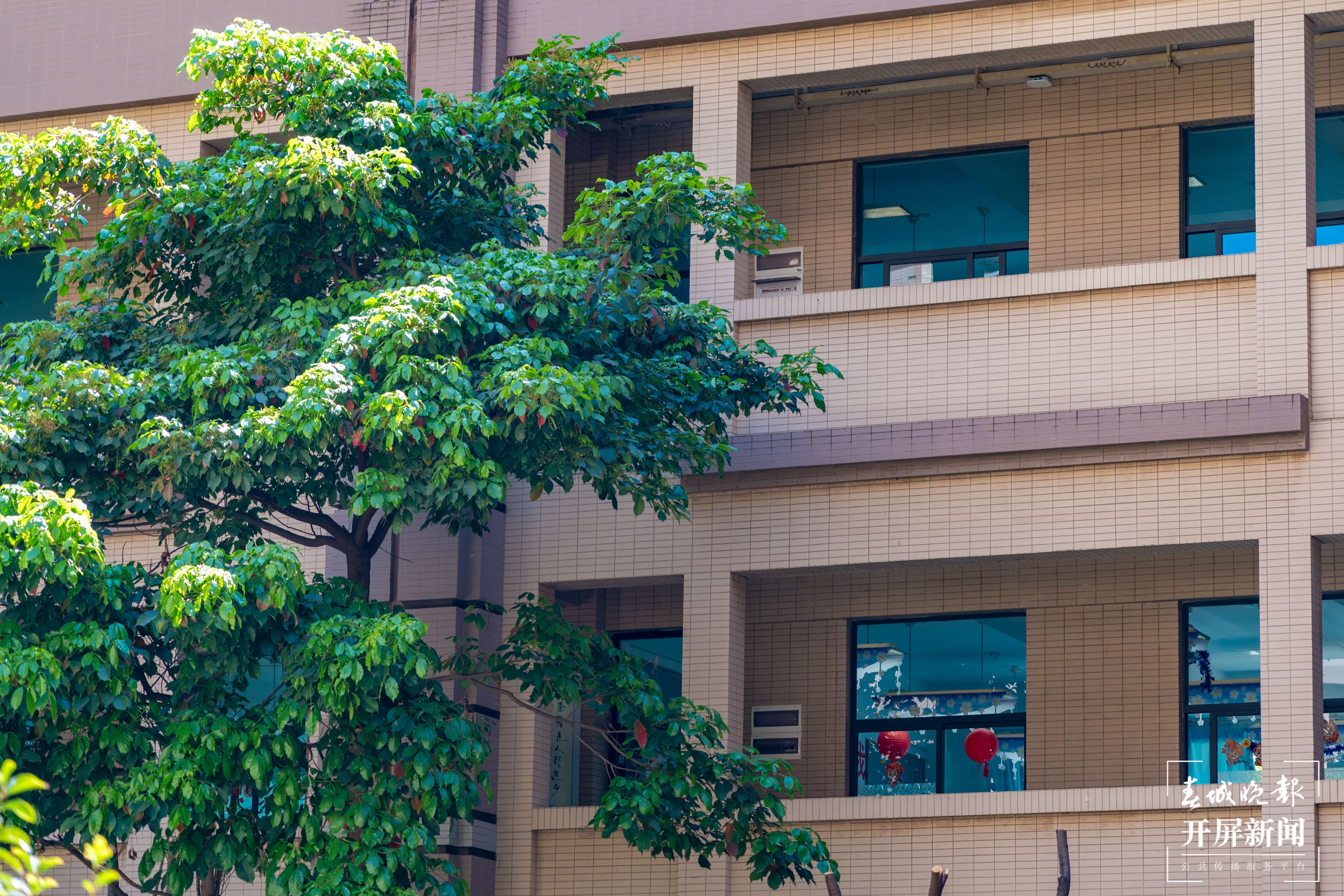 金康园小学春色