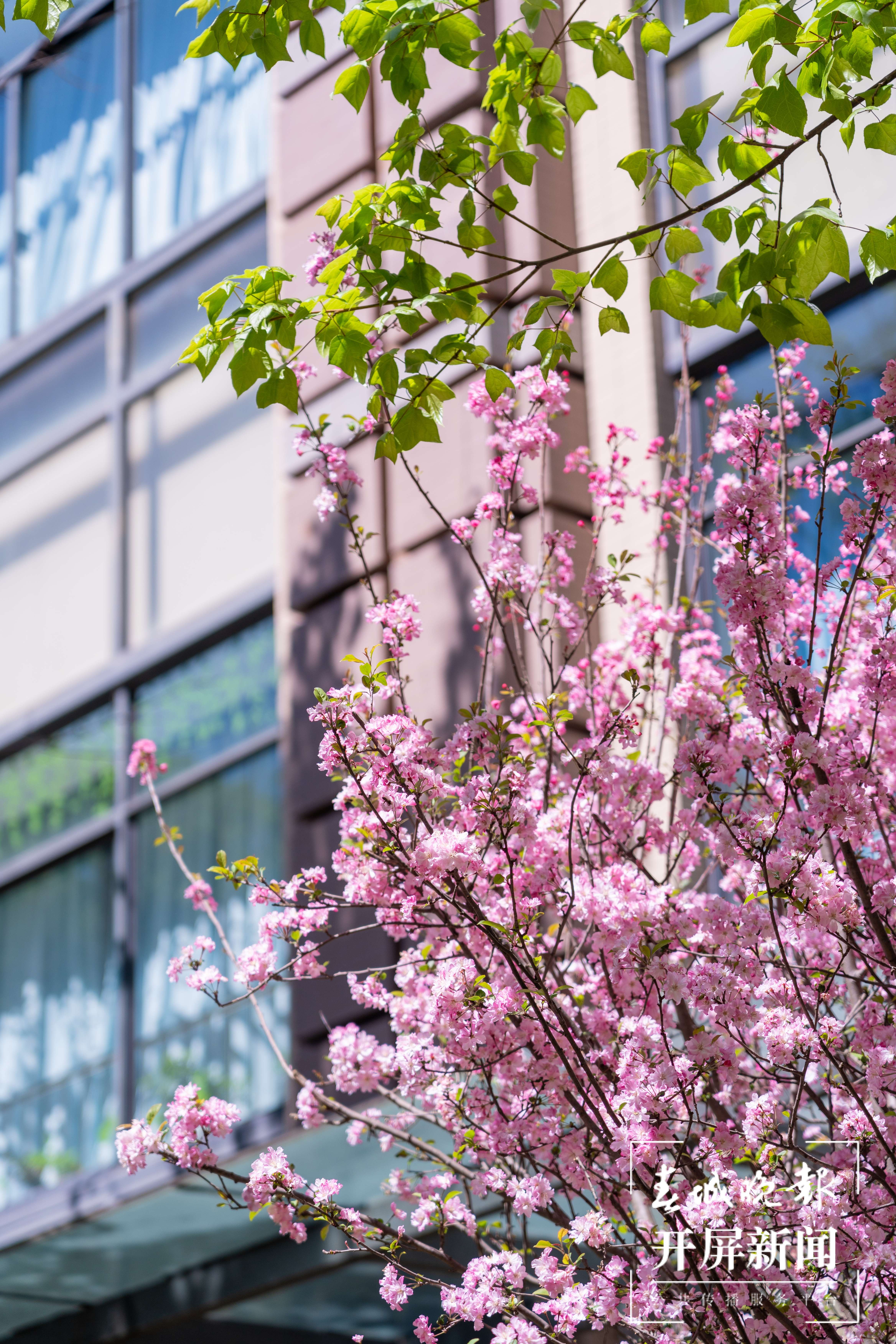 金康园小学春色