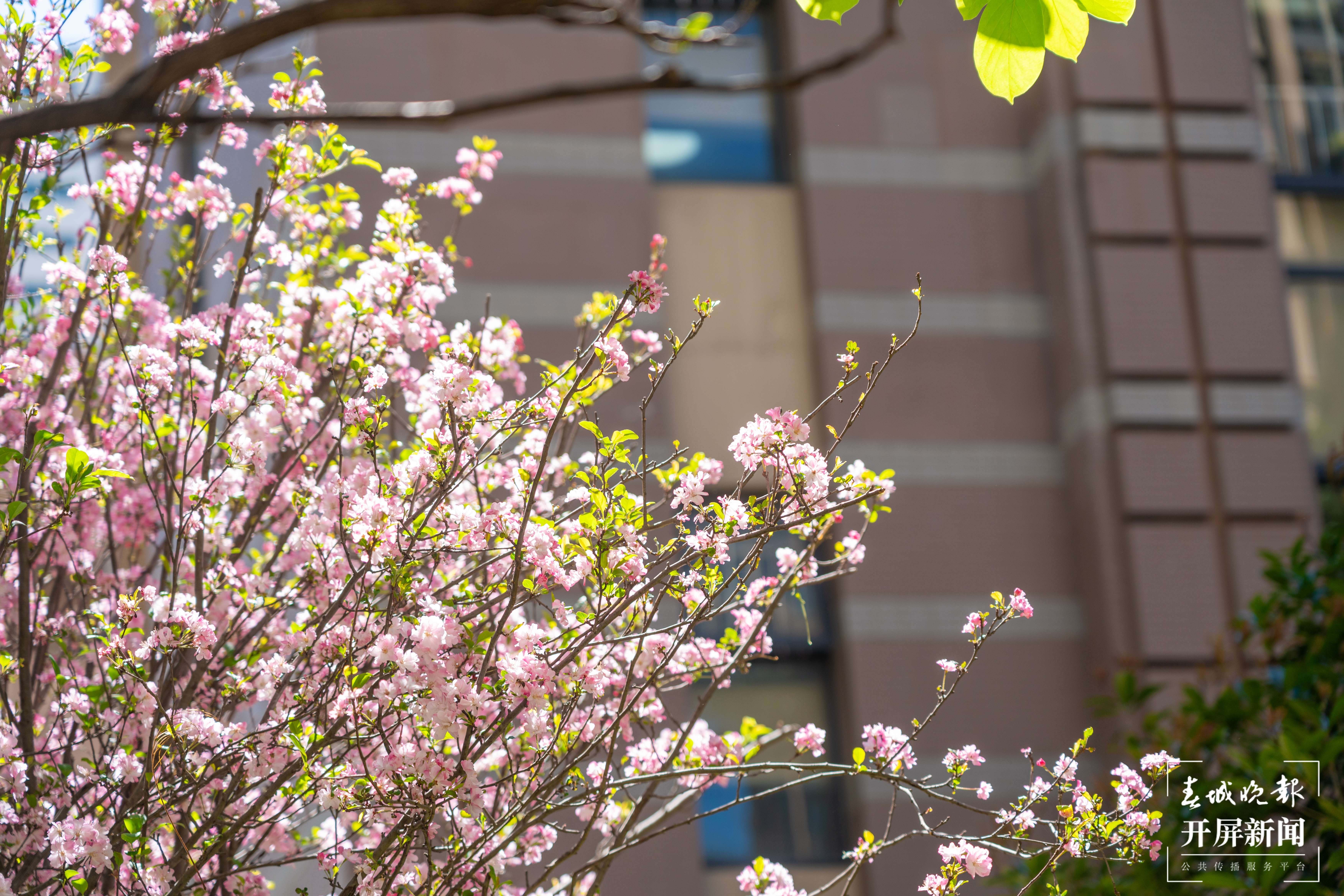 金康园小学春色