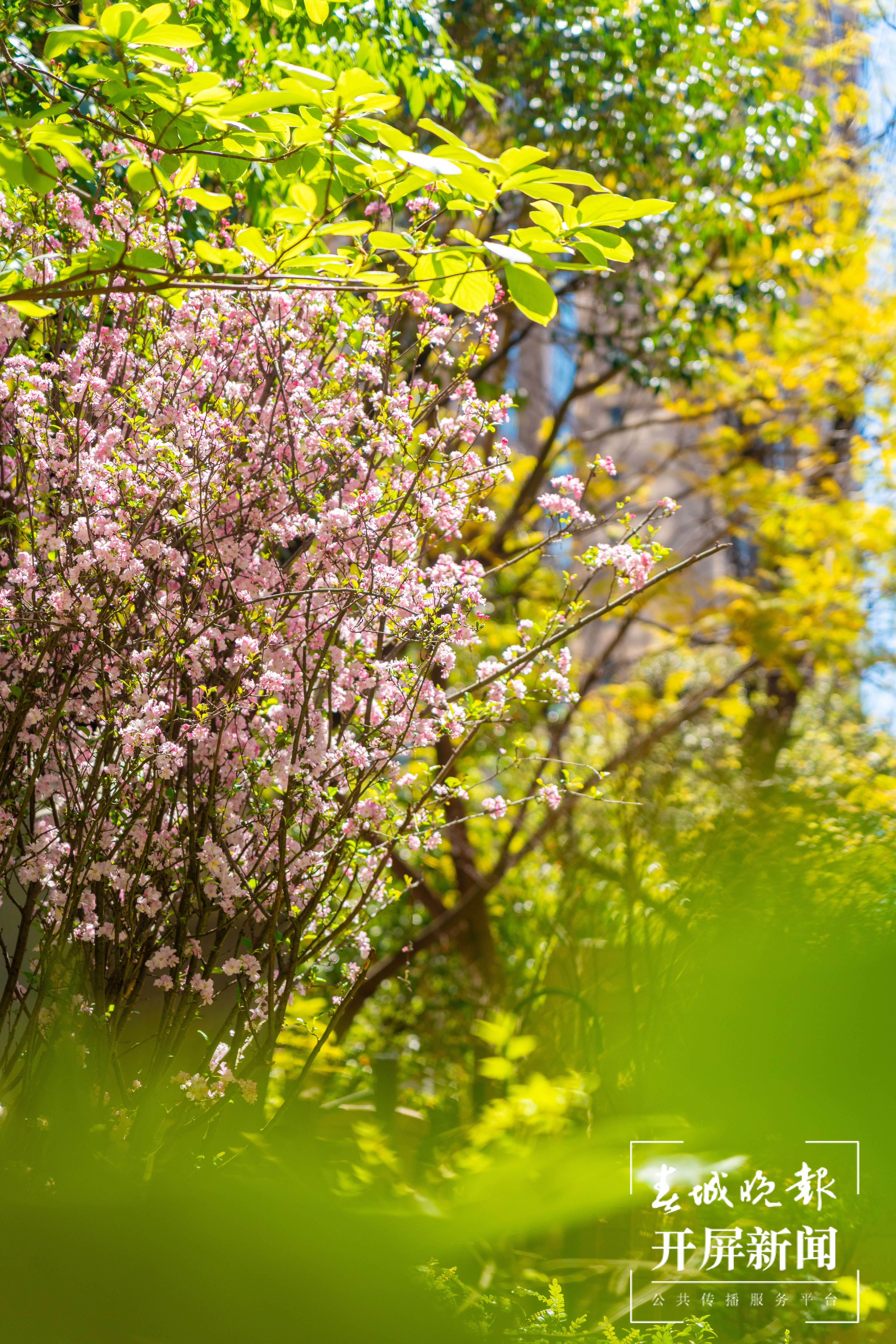 金康园小学春色
