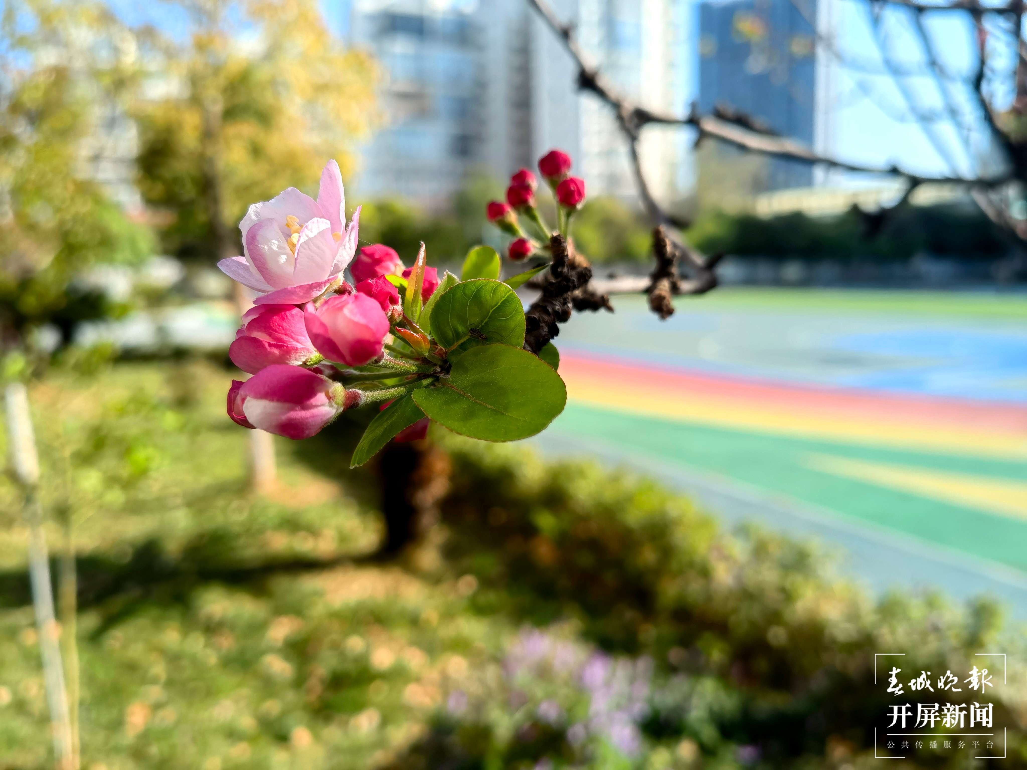 高新一小科医路春色