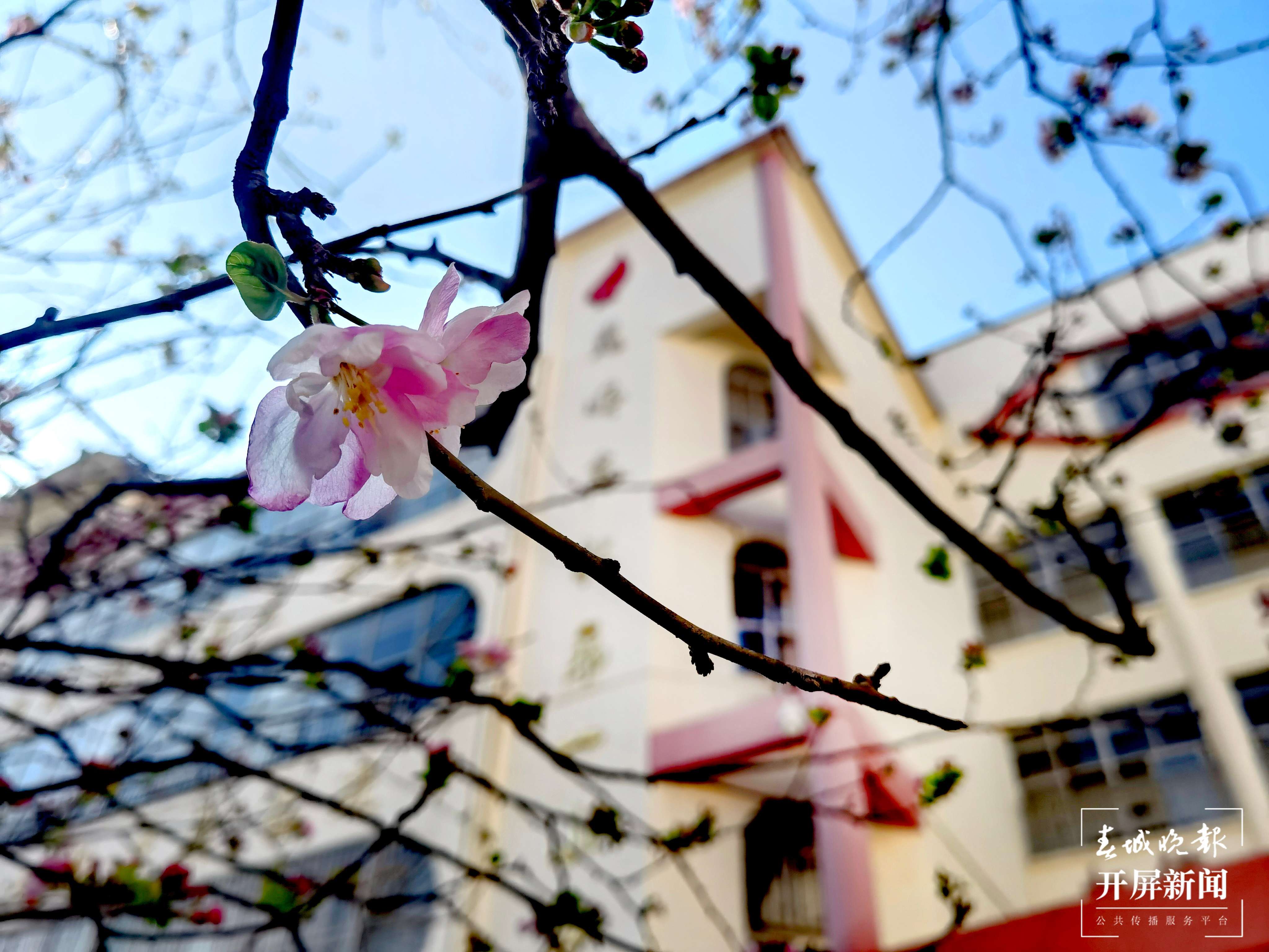 高新一小科医路春色