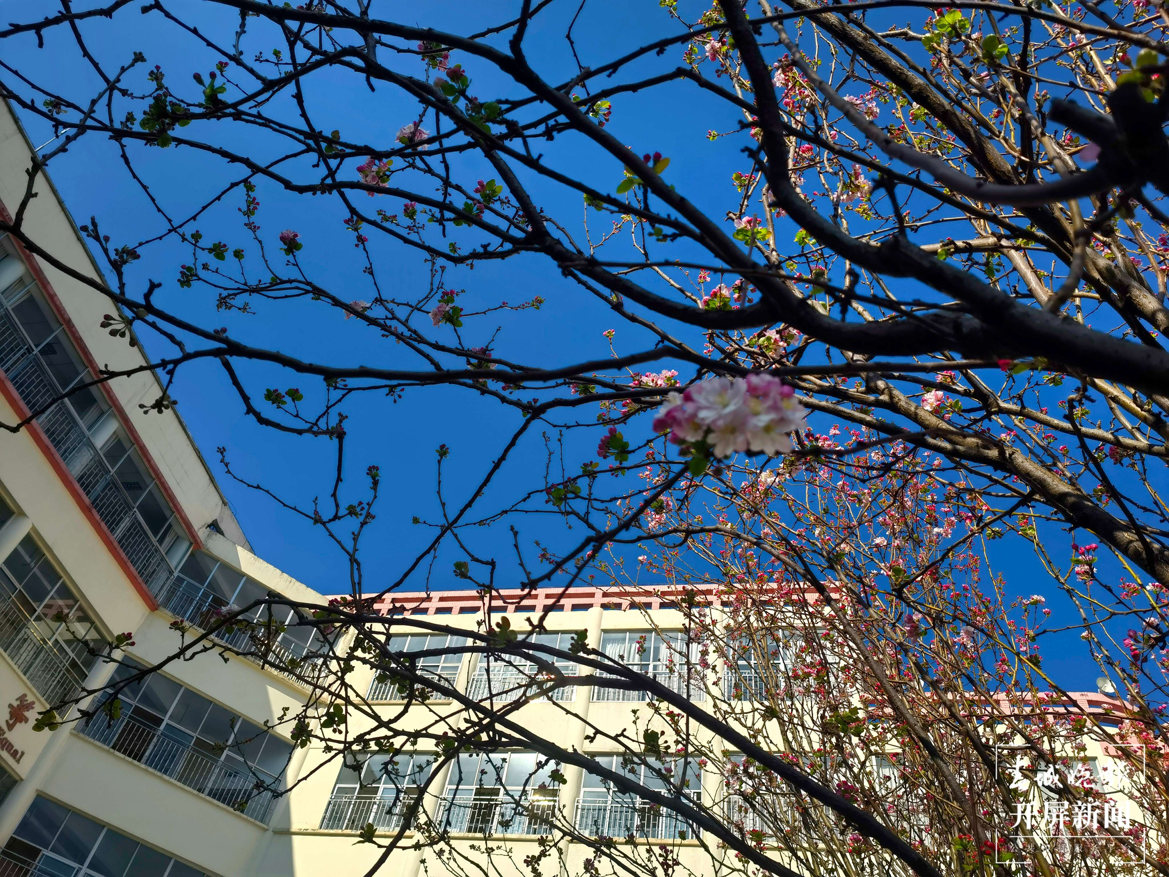 高新一小科医路春色