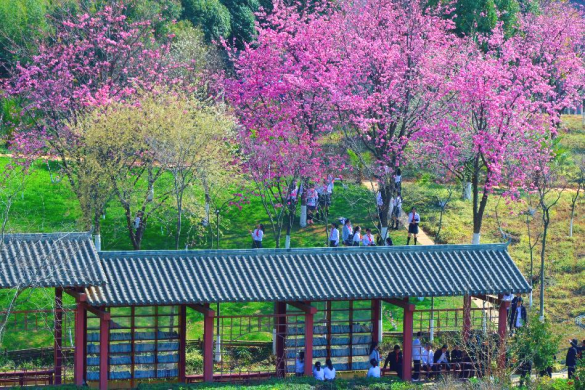 云大附中呈贡中学