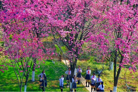 云大附中呈贡中学