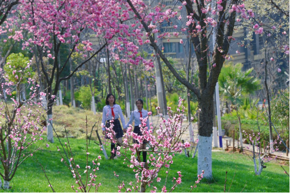 云大附中呈贡中学