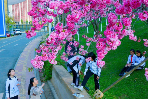 云大附中呈贡中学