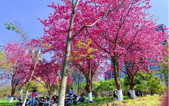 云大附中呈贡中学