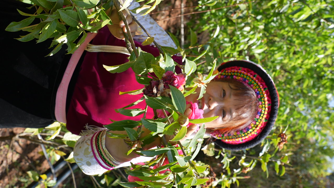 追风逐花 爱在大理 | 拥有一整座茶花山谷是怎样的体验？