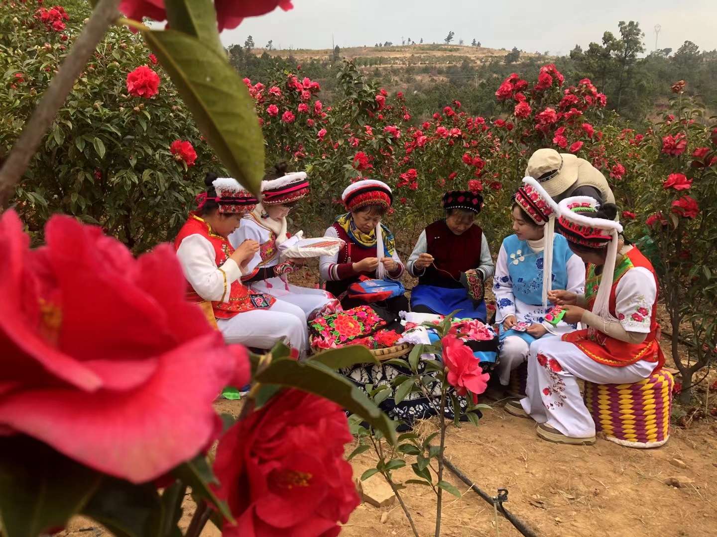 追风逐花 爱在大理 | 拥有一整座茶花山谷是怎样的体验？