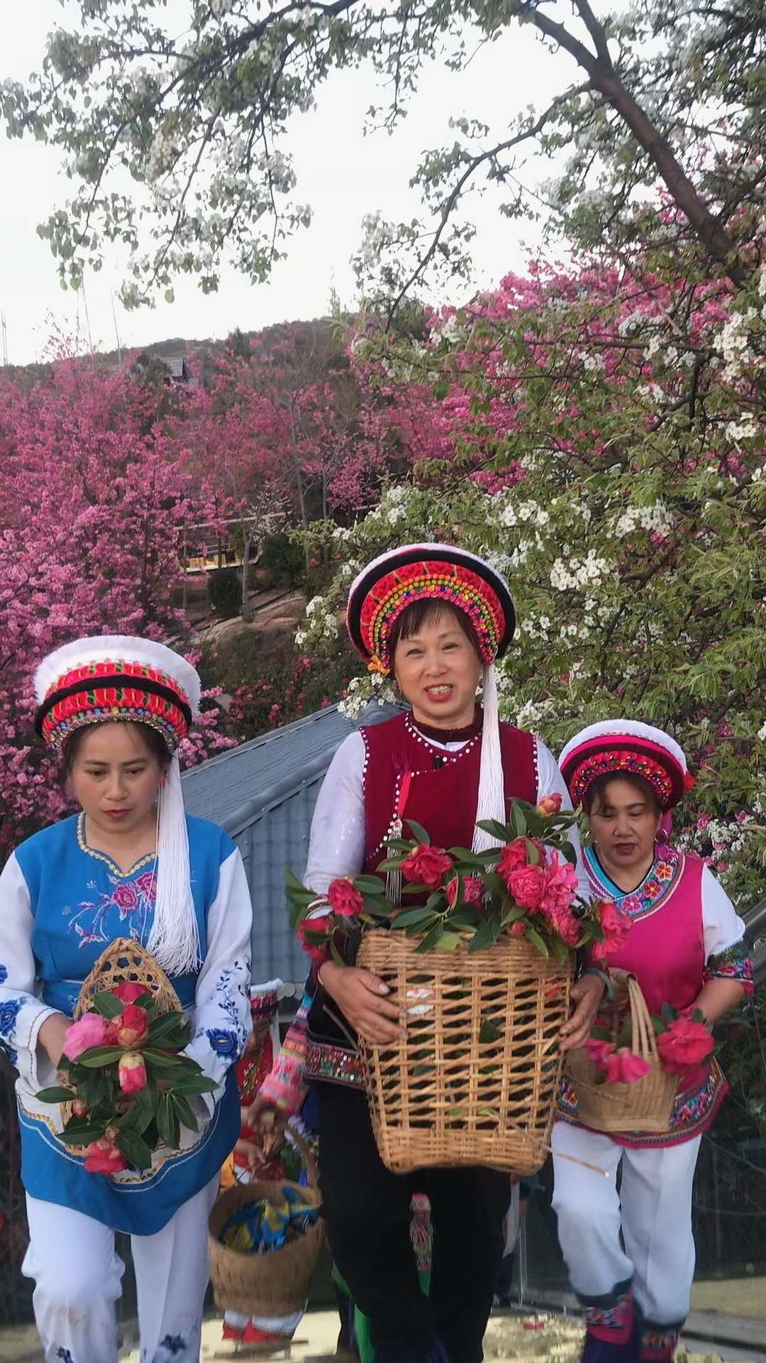追风逐花 爱在大理 | 拥有一整座茶花山谷是怎样的体验？