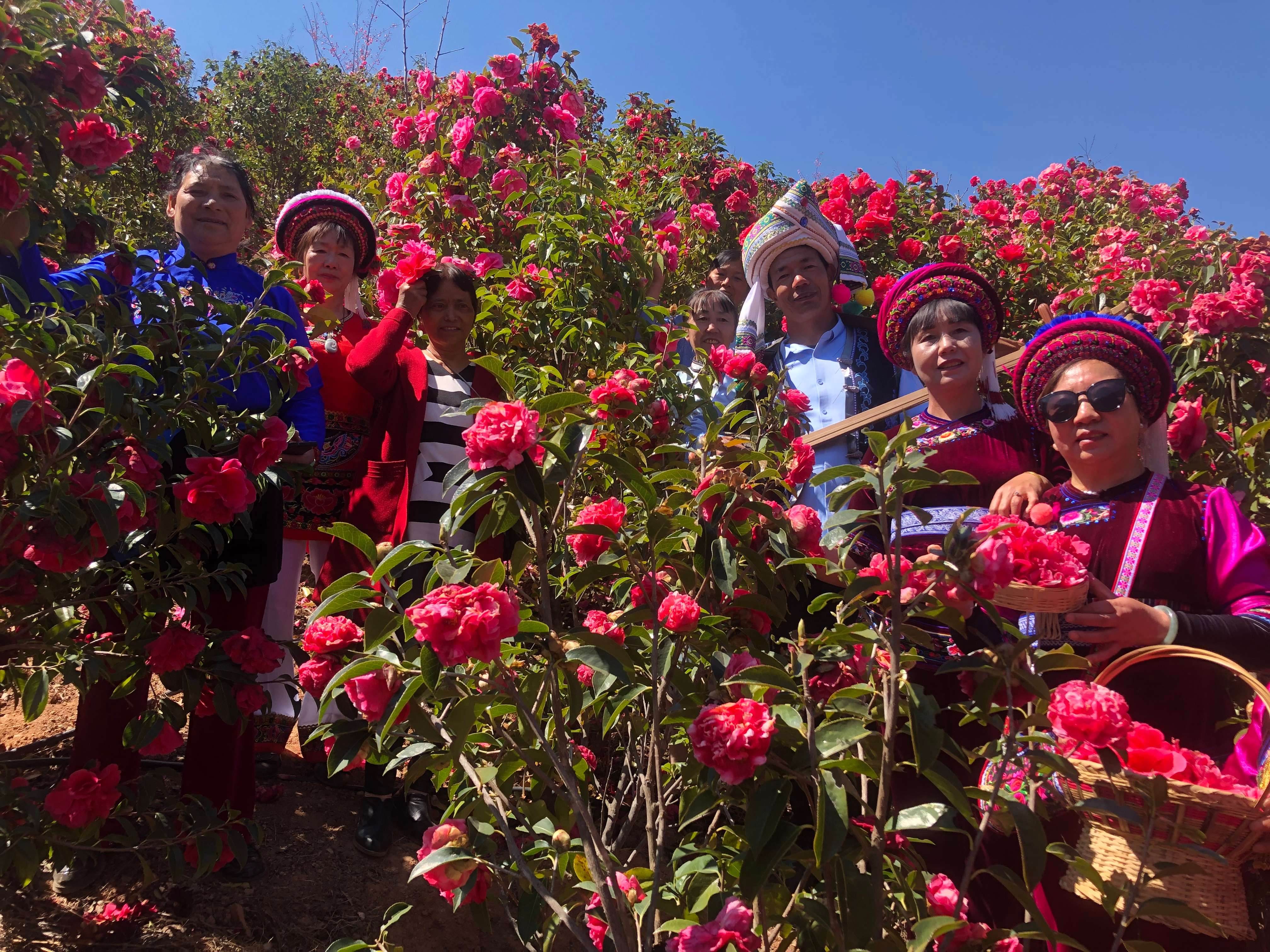 追风逐花 爱在大理 | 拥有一整座茶花山谷是怎样的体验？