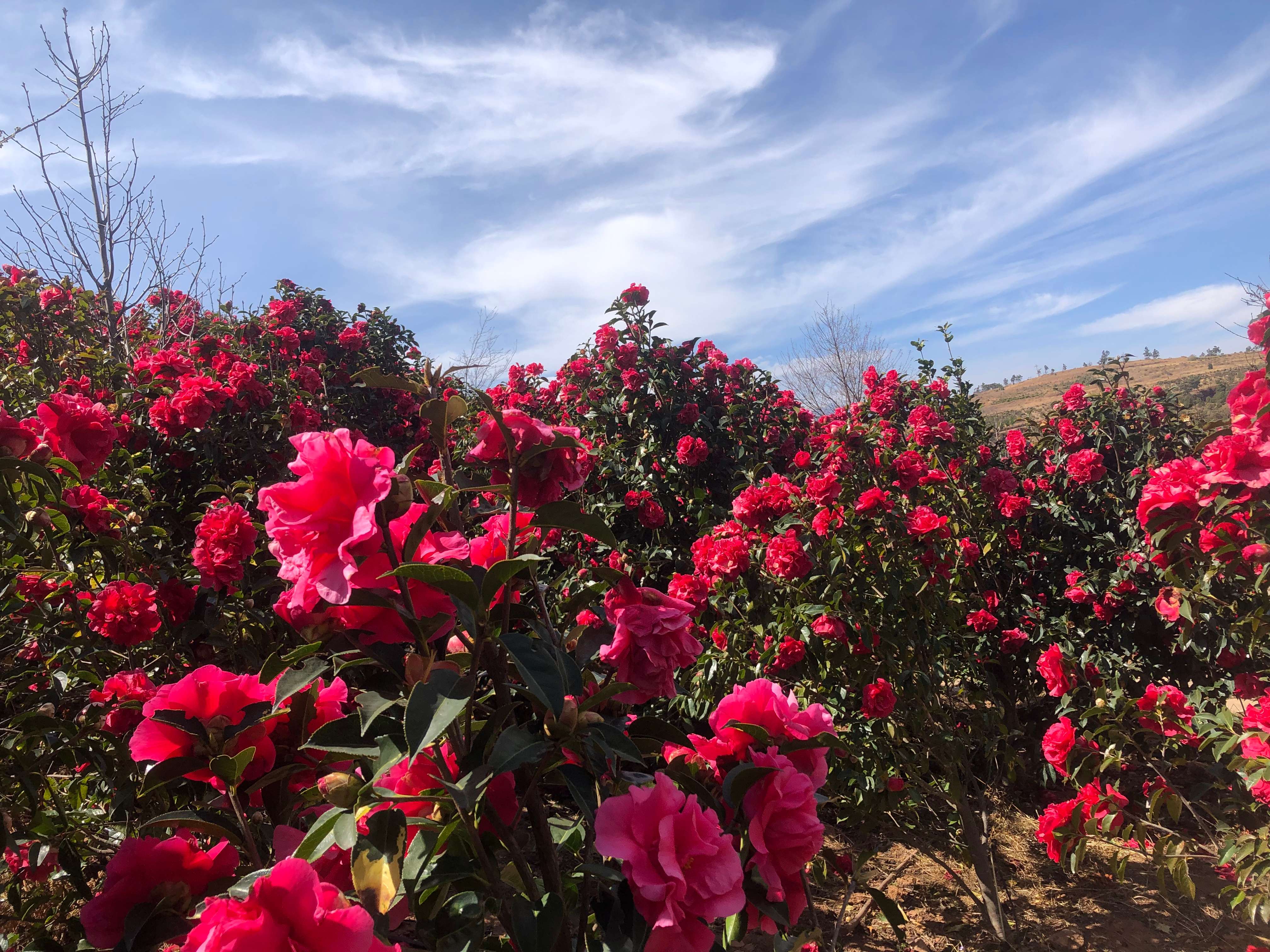 追风逐花 爱在大理 | 拥有一整座茶花山谷是怎样的体验？