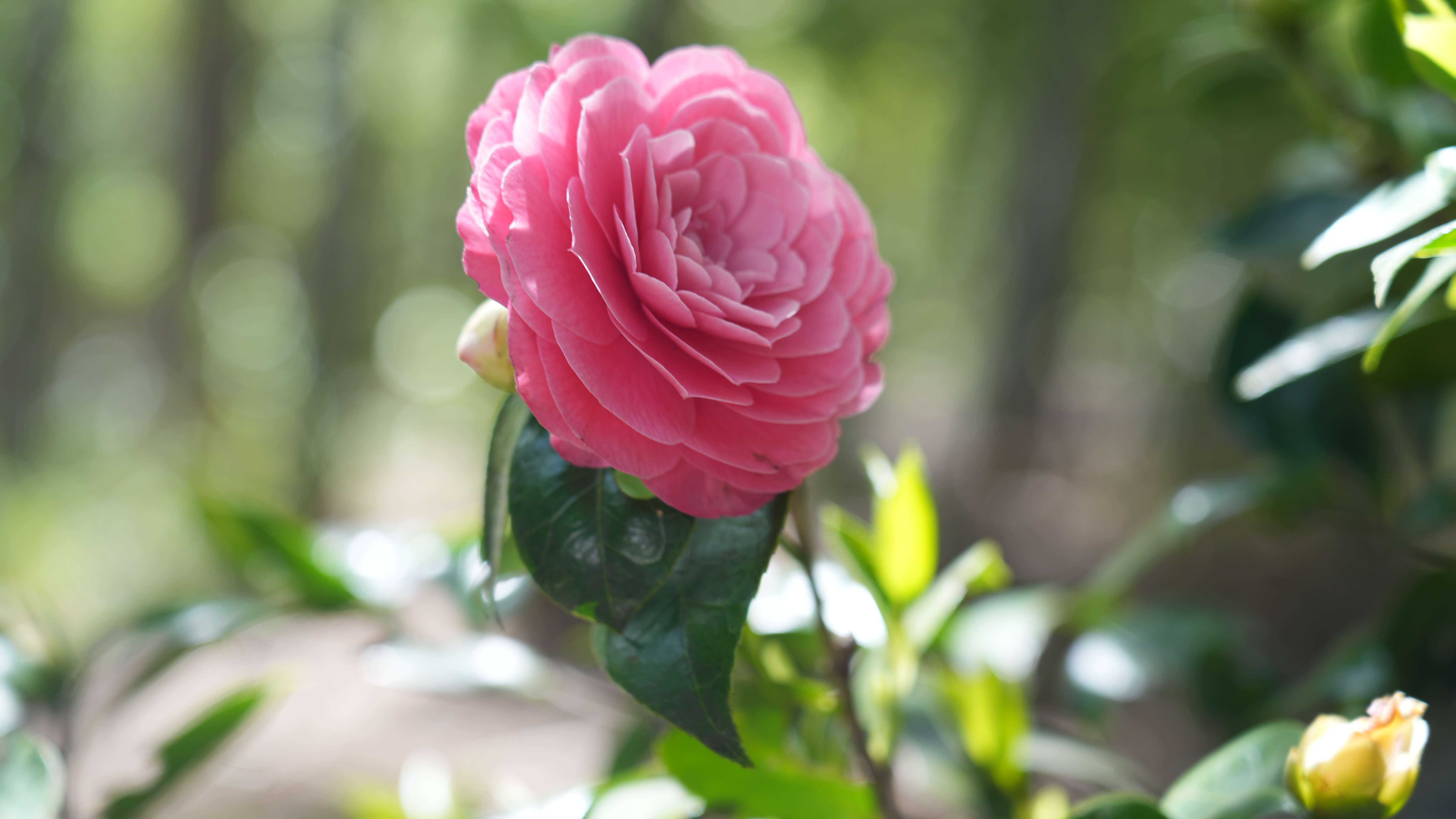 追风逐花 爱在大理 | 拥有一整座茶花山谷是怎样的体验？