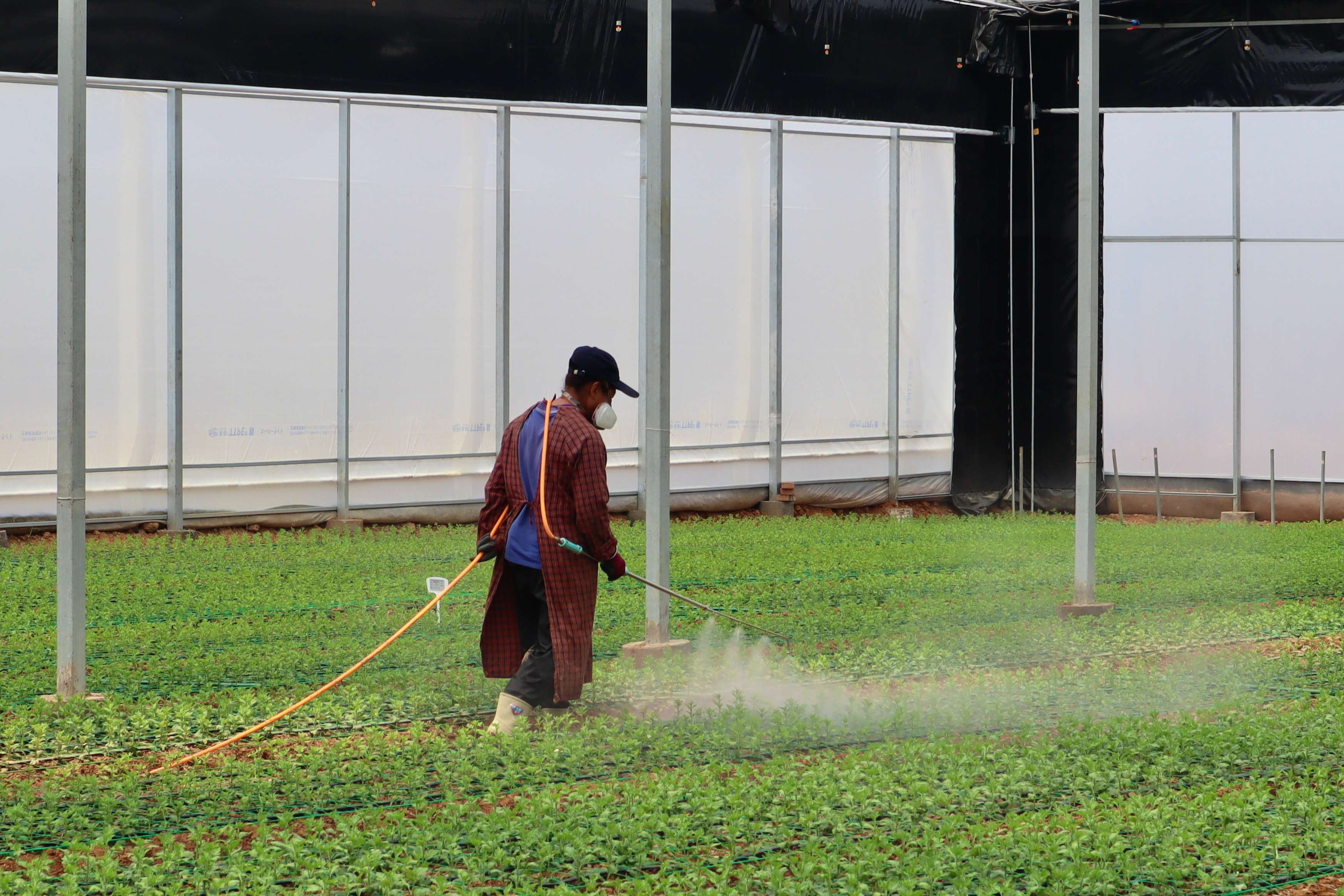 追风逐花 爱在大理 | 繁花似锦 产业绽新姿