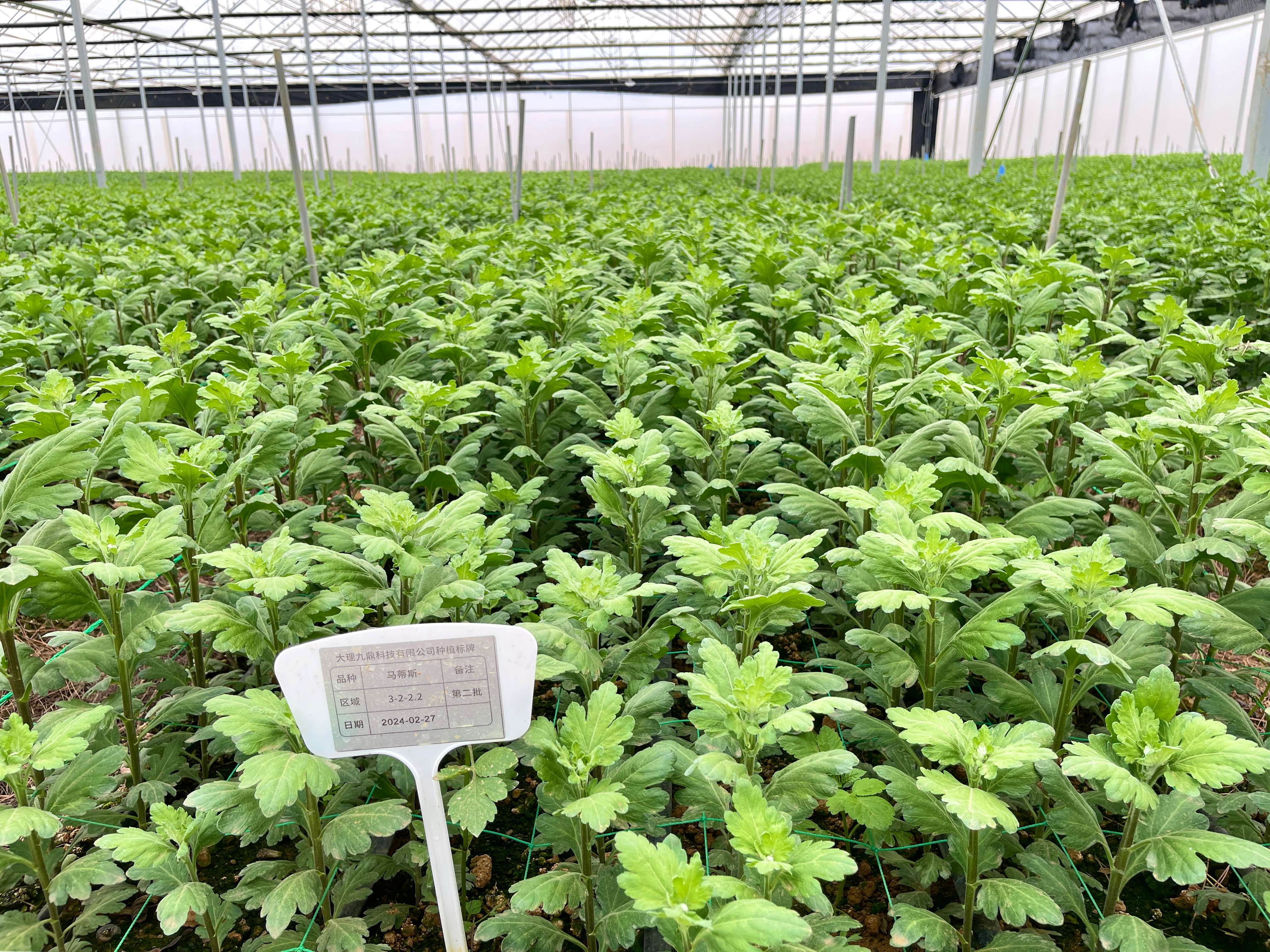 追风逐花 爱在大理 | 繁花似锦 产业绽新姿