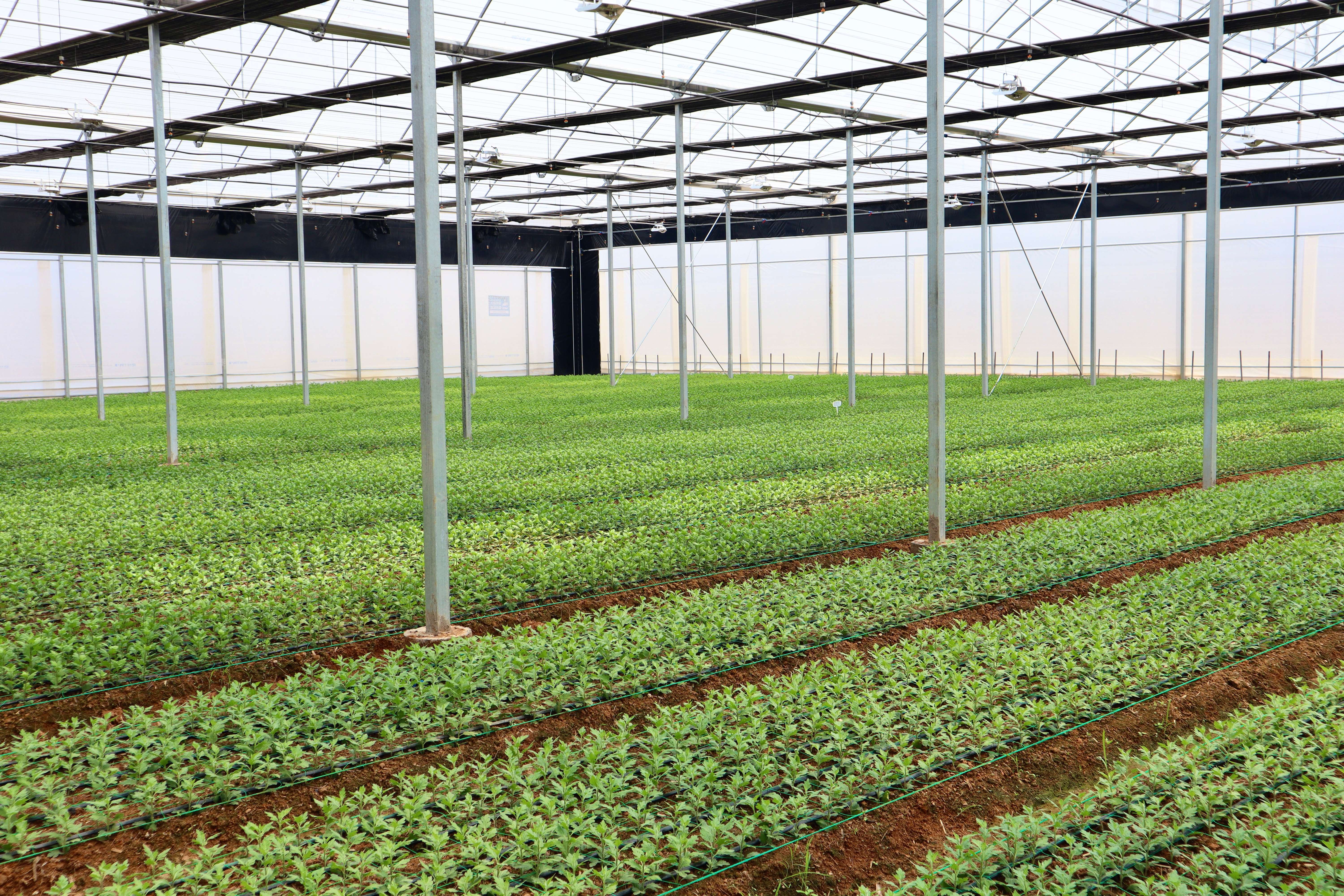 追风逐花 爱在大理 | 繁花似锦 产业绽新姿