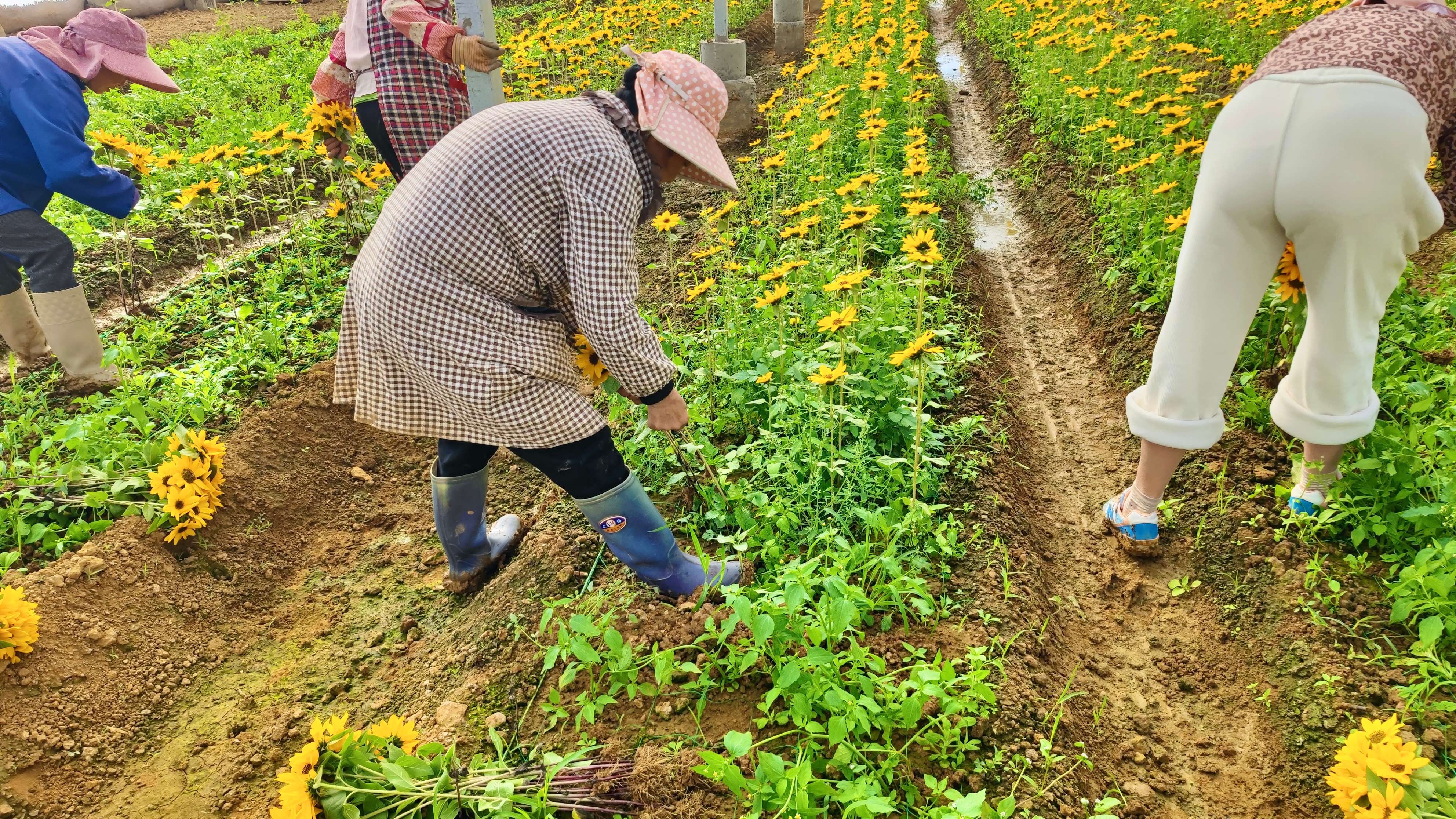 追风逐花 爱在大理 | 繁花似锦 产业绽新姿