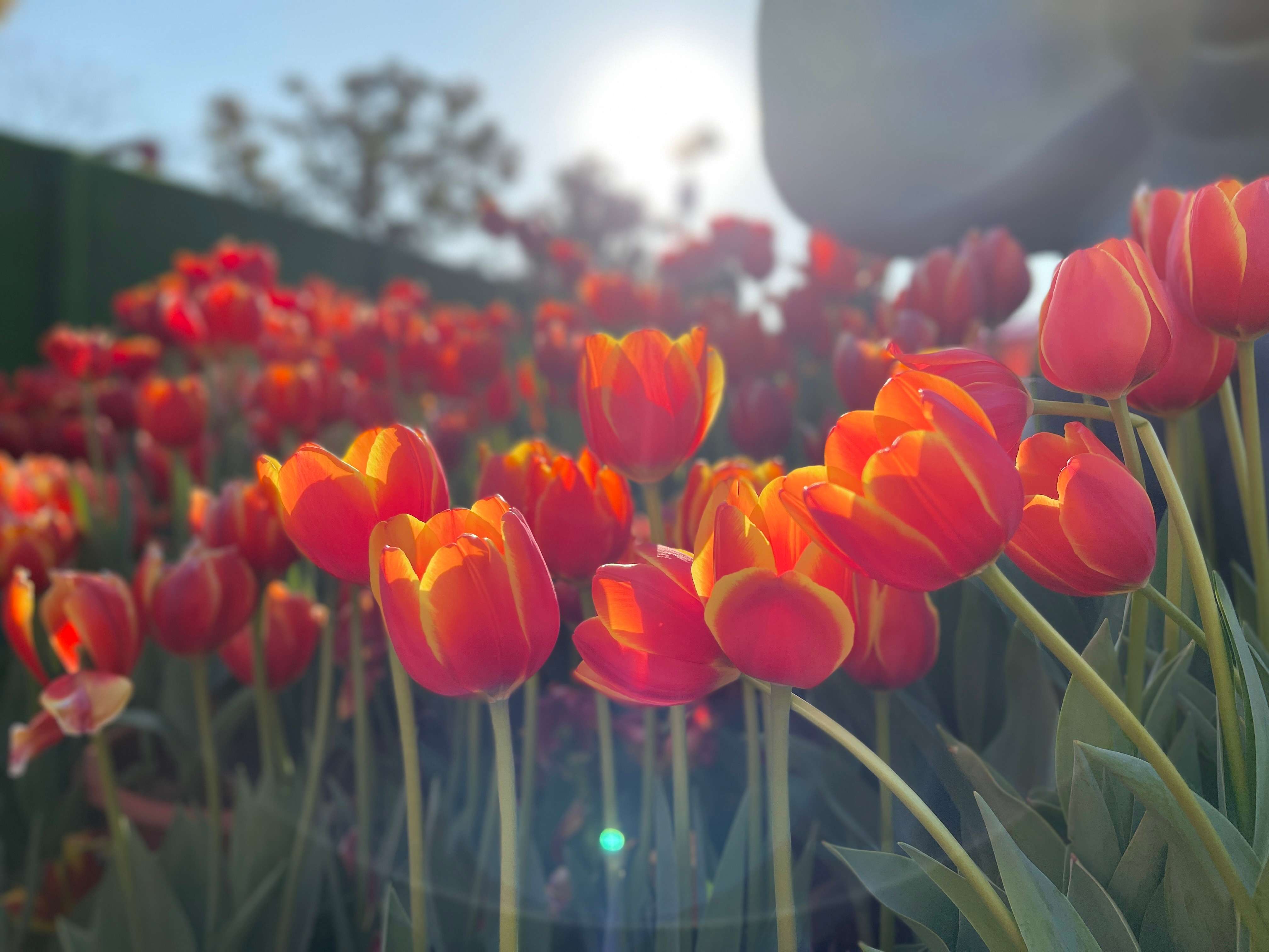 追风逐花 爱在大理 | 繁花似锦 产业绽新姿