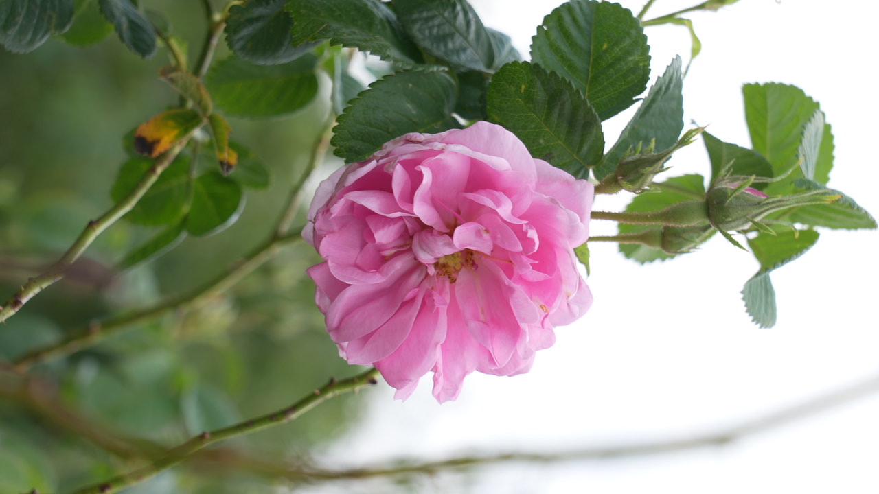 追风逐花 爱在大理 | 洱海东岸，采撷一朵大马士革玫瑰的芬芳