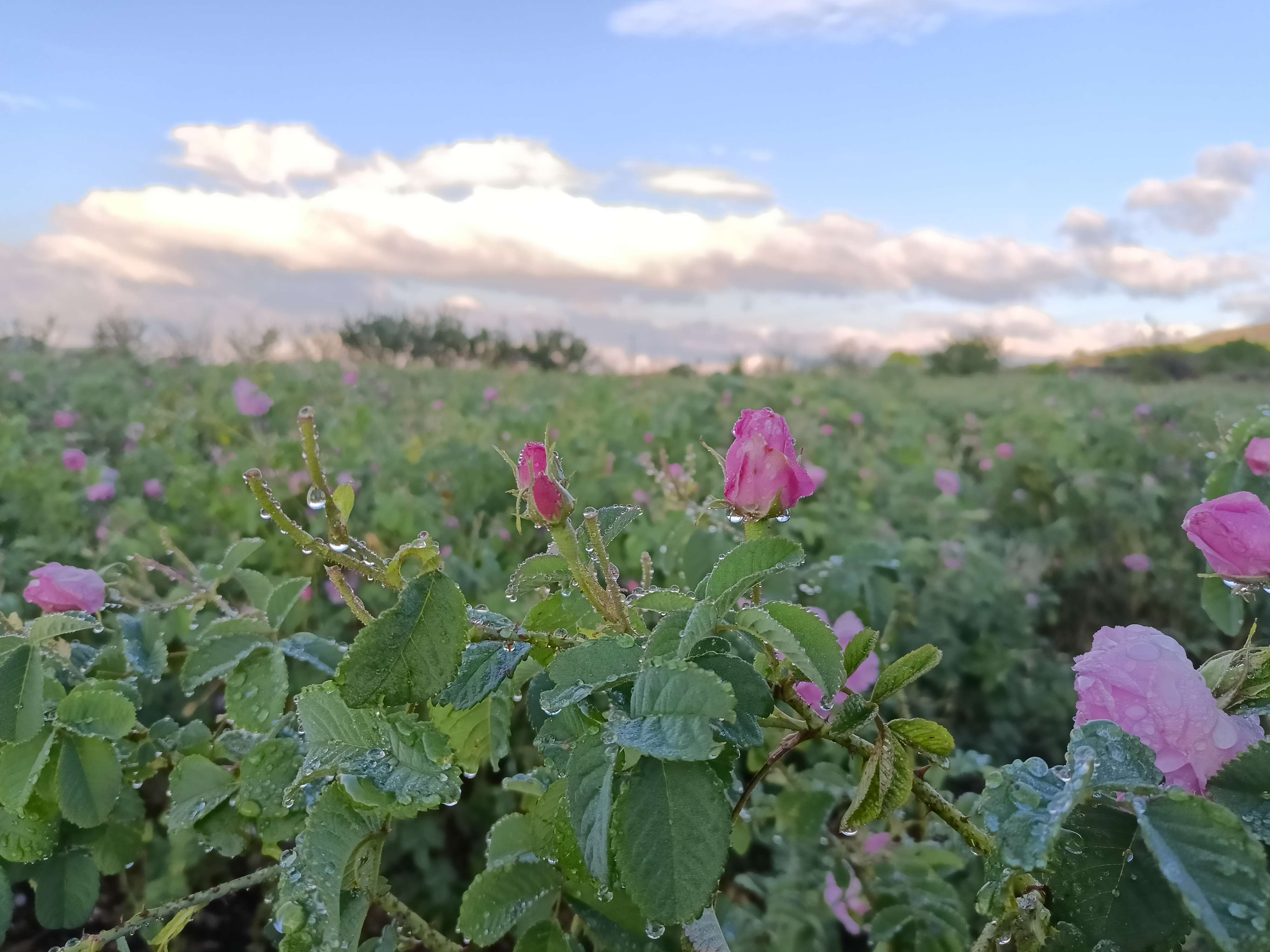 追风逐花 爱在大理 | 洱海东岸，采撷一朵大马士革玫瑰的芬芳