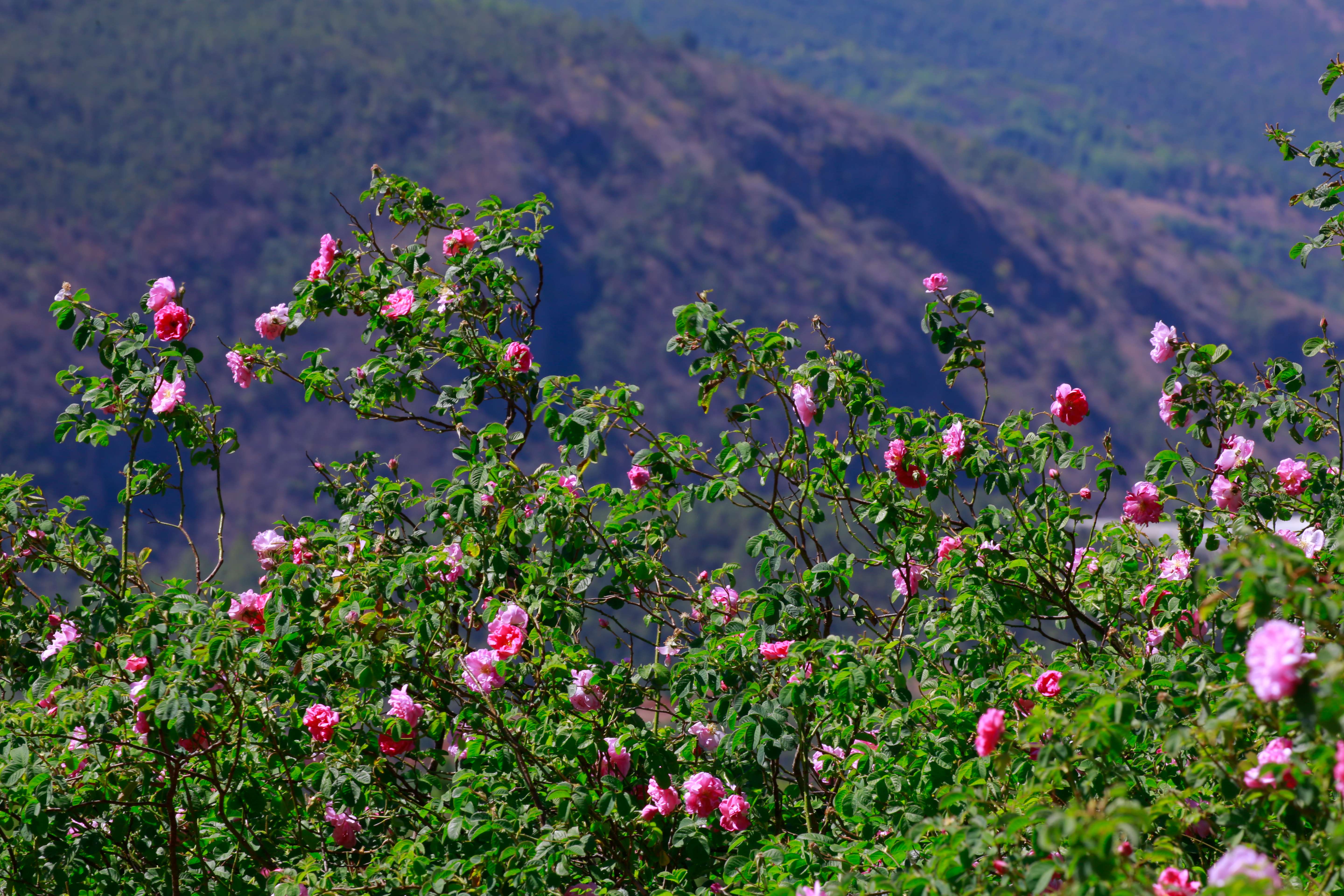 追风逐花 爱在大理 | 洱海东岸，采撷一朵大马士革玫瑰的芬芳