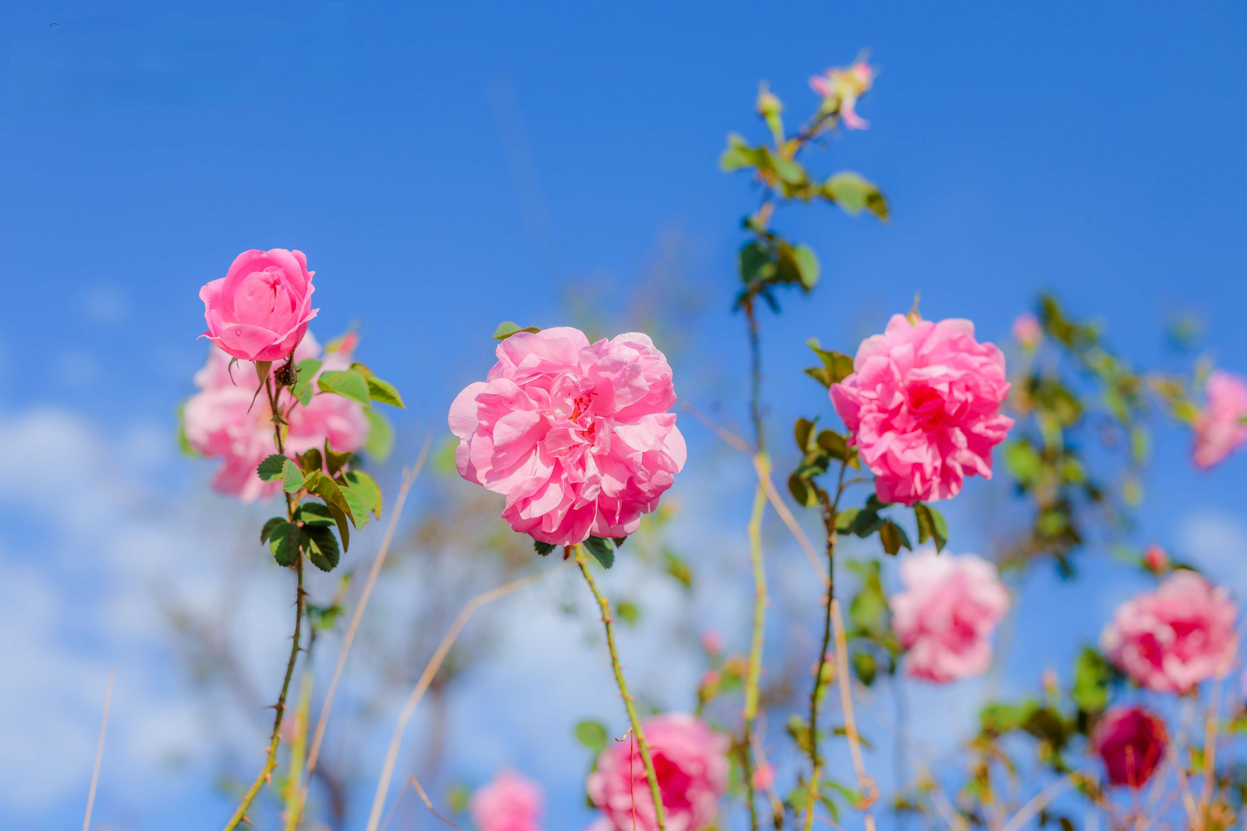 追风逐花 爱在大理 | 洱海东岸，采撷一朵大马士革玫瑰的芬芳