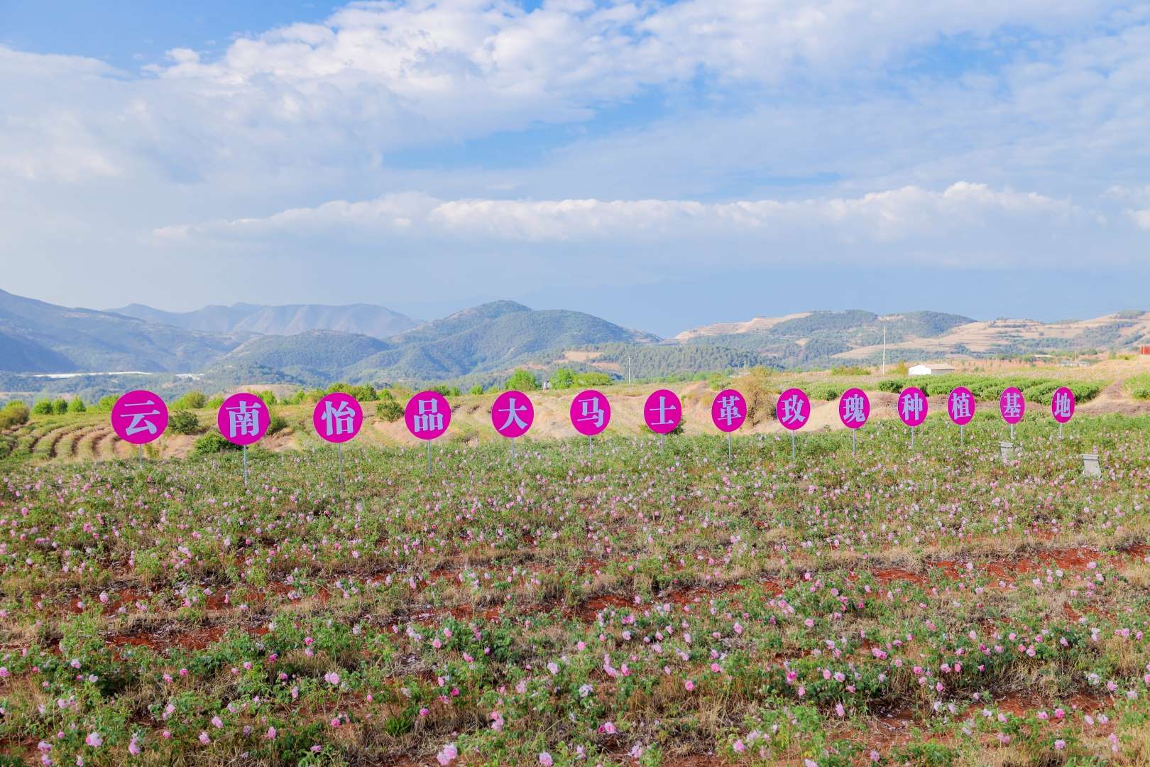 追风逐花 爱在大理 | 洱海东岸，采撷一朵大马士革玫瑰的芬芳