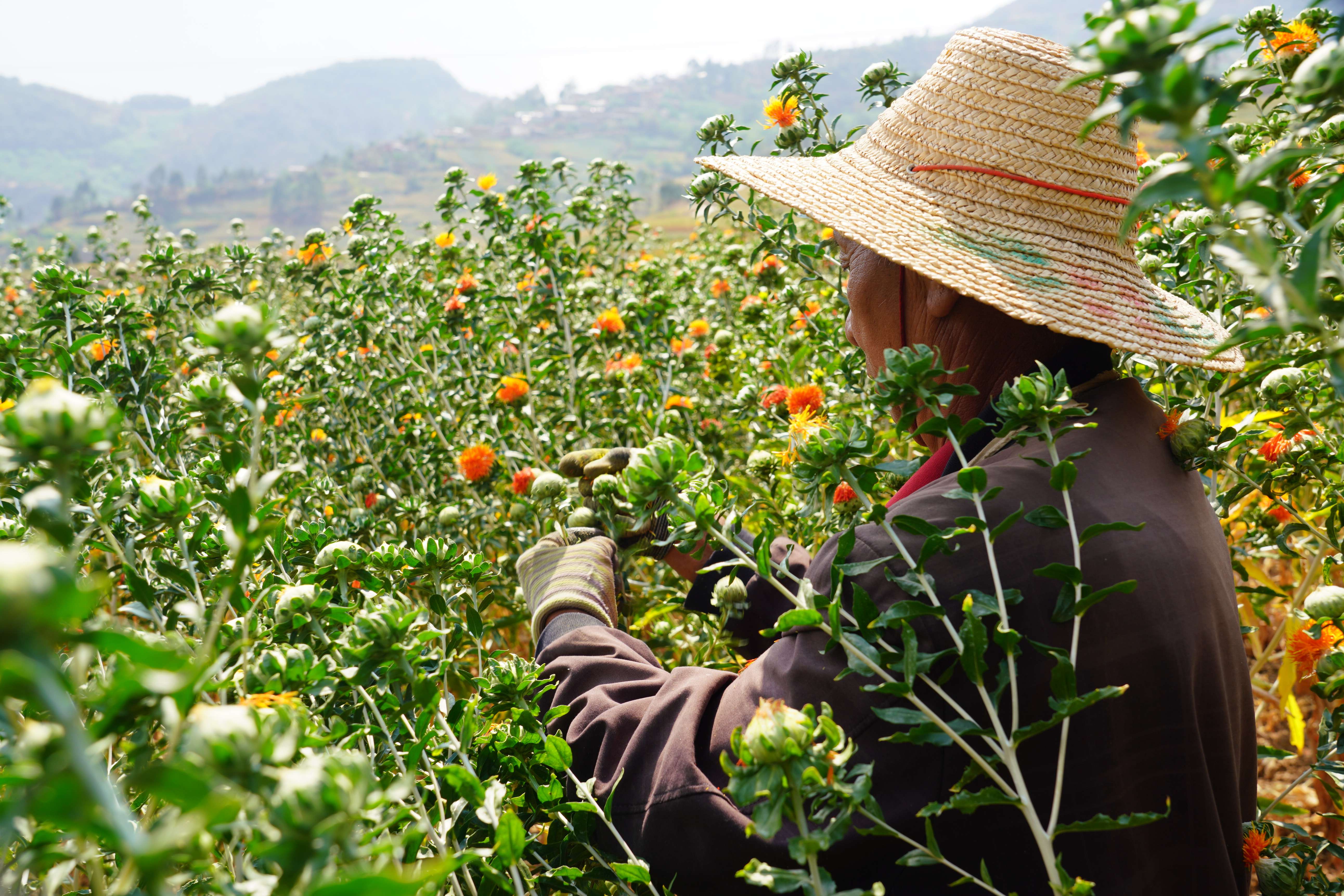 追风逐花 爱在大理 | 南涧：红花映春，开出乡村振兴新“丰景”