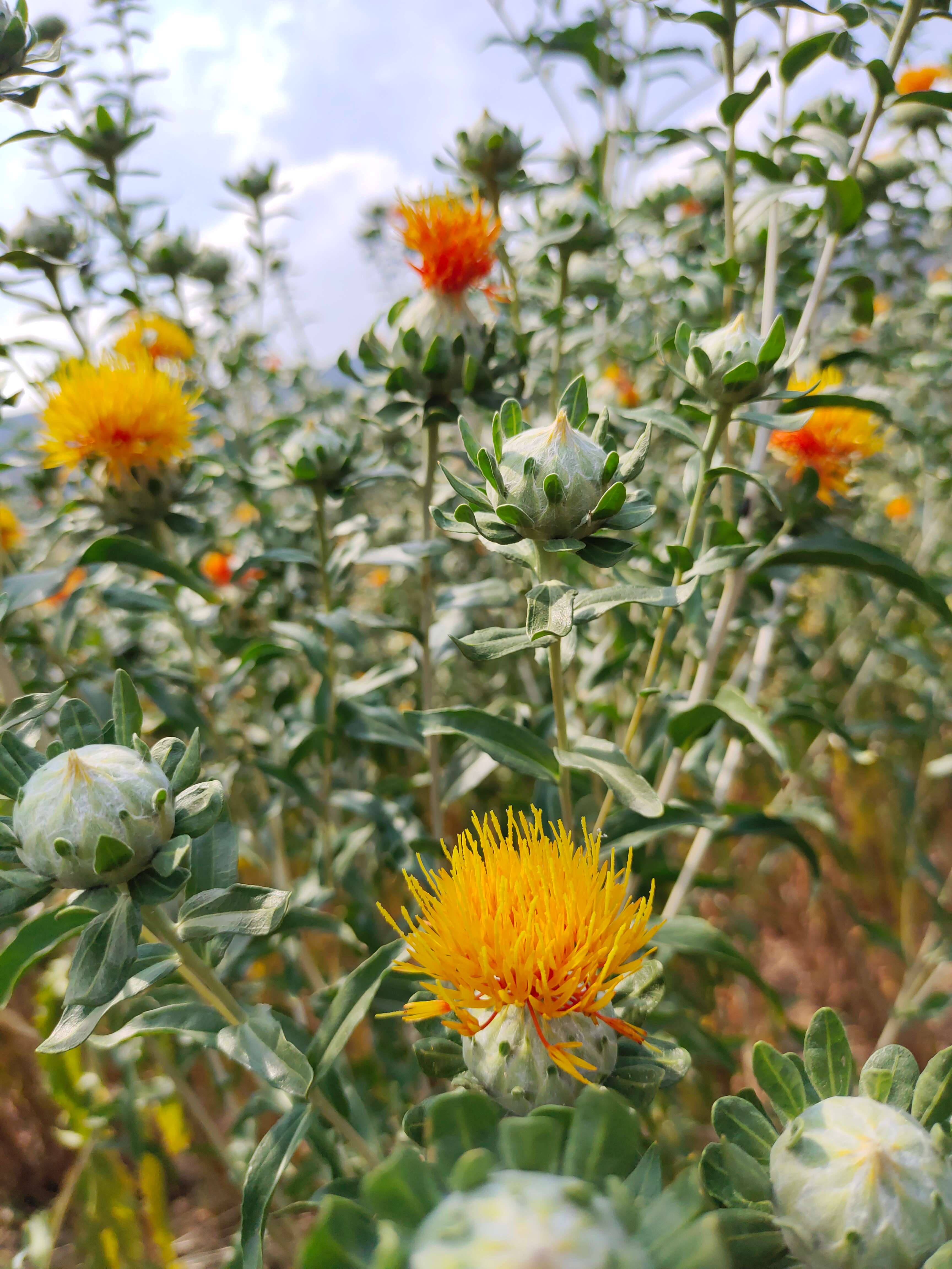 追风逐花 爱在大理 | 南涧：红花映春，开出乡村振兴新“丰景”