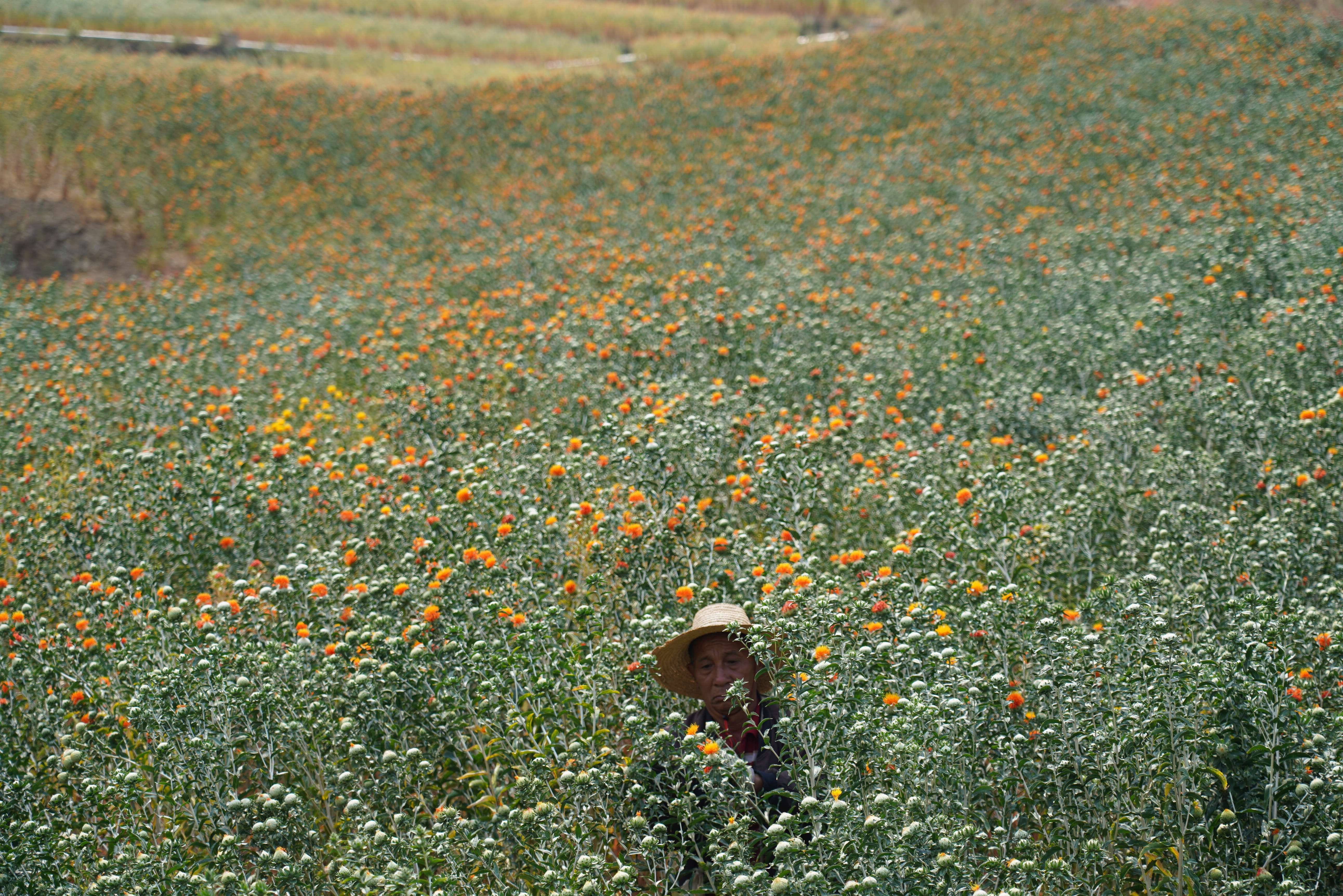 追风逐花 爱在大理 | 南涧：红花映春，开出乡村振兴新“丰景”