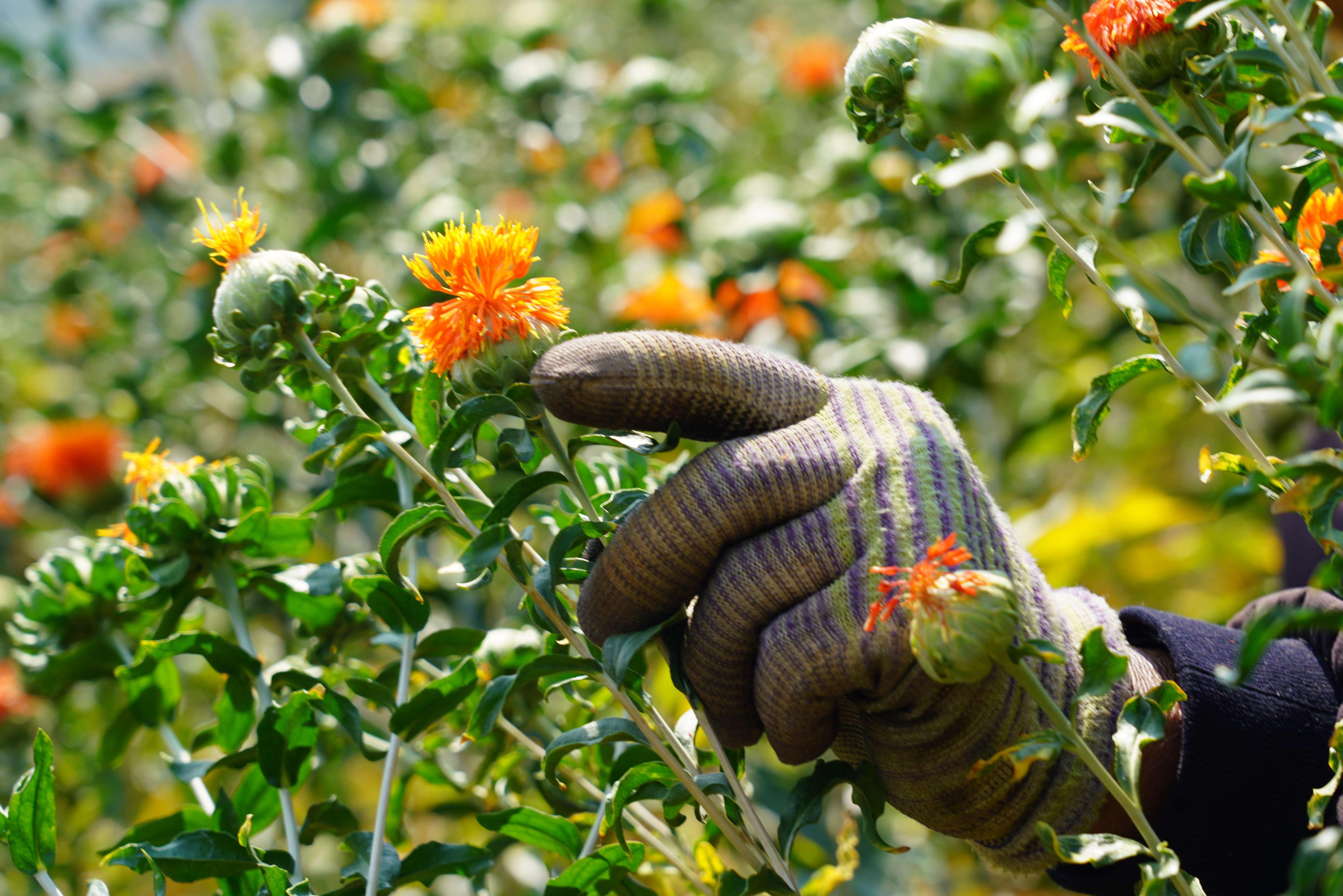 追风逐花 爱在大理 | 南涧：红花映春，开出乡村振兴新“丰景”