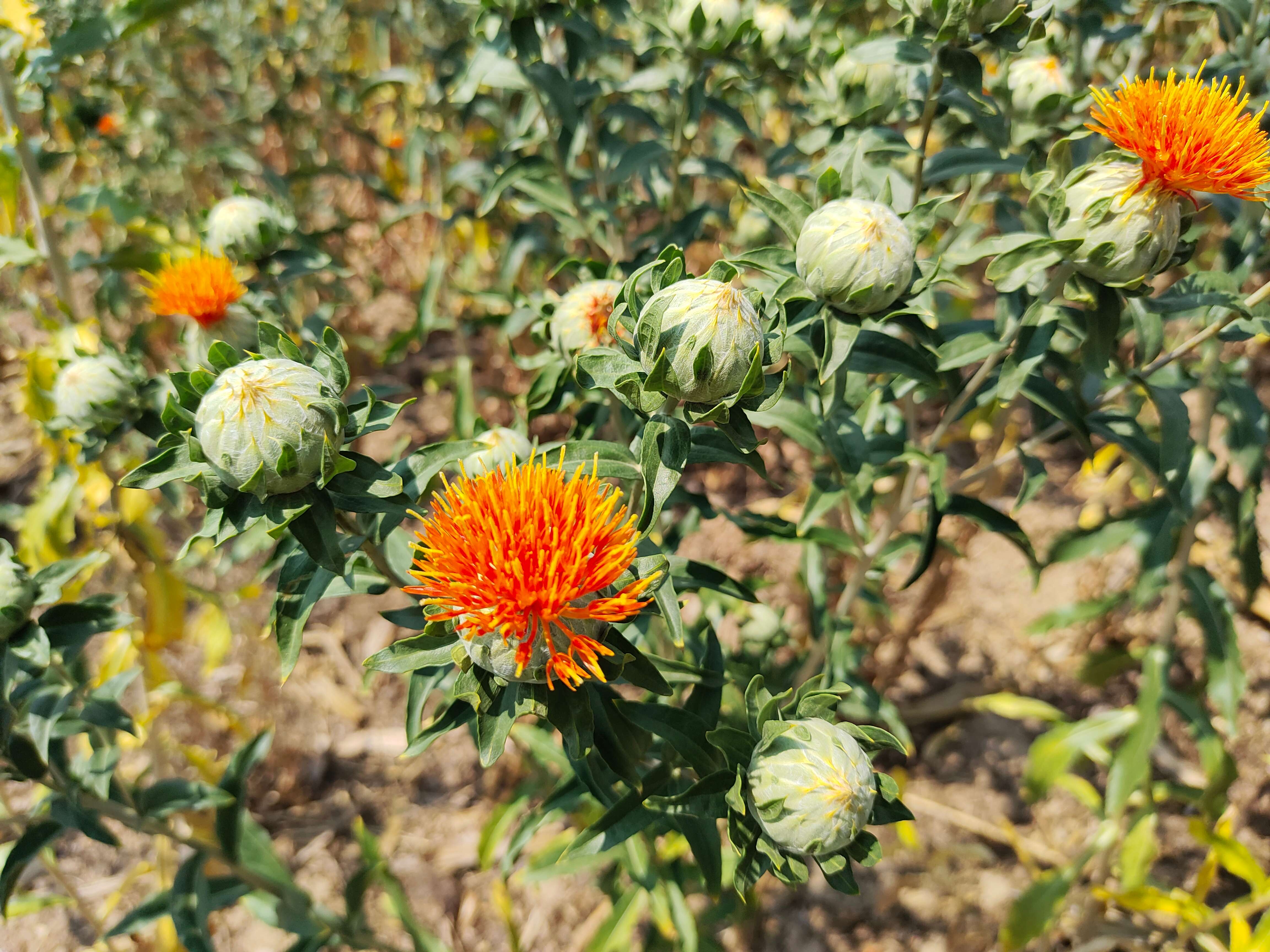 追风逐花 爱在大理 | 南涧：红花映春，开出乡村振兴新“丰景”