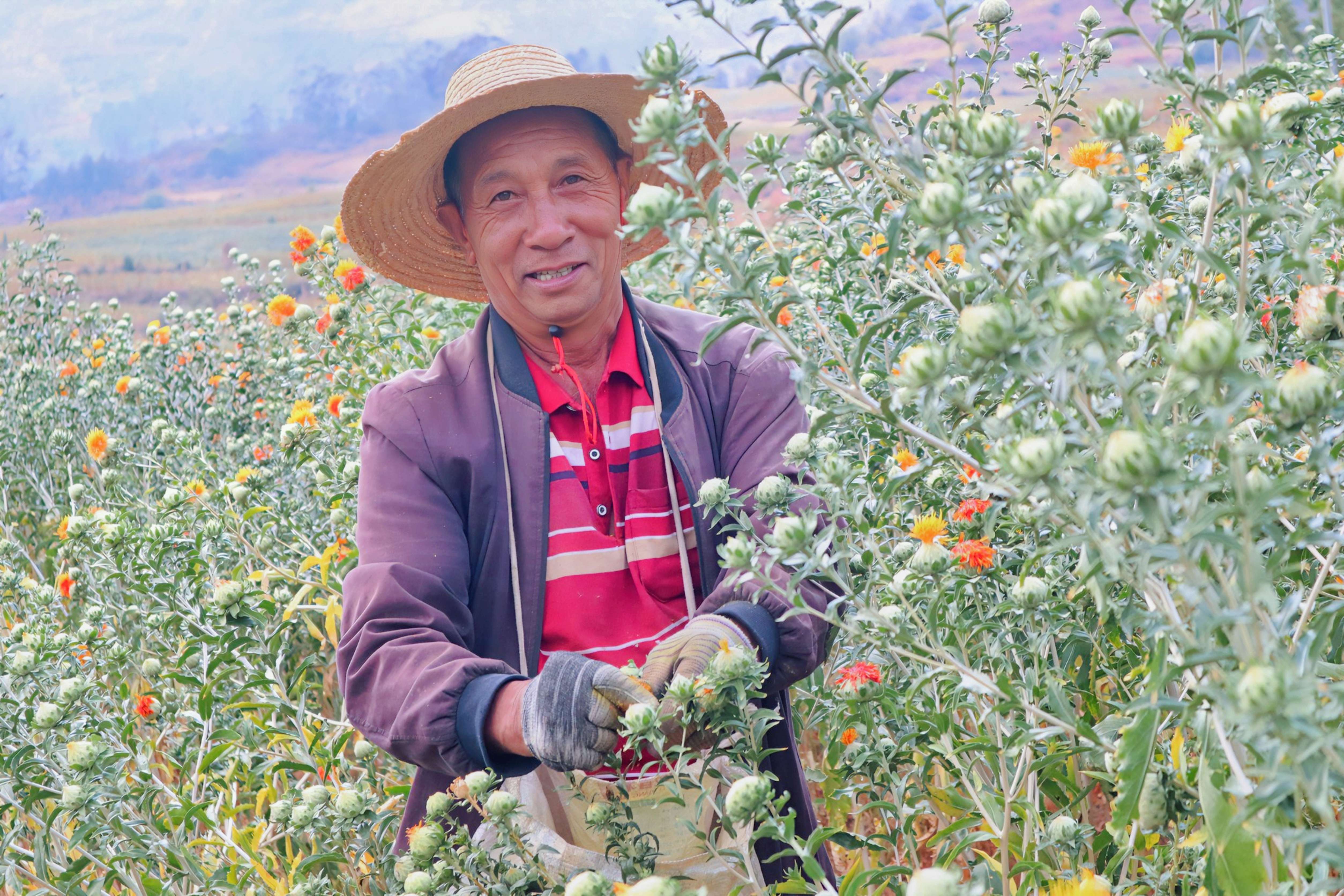 追风逐花 爱在大理 | 南涧：红花映春，开出乡村振兴新“丰景”