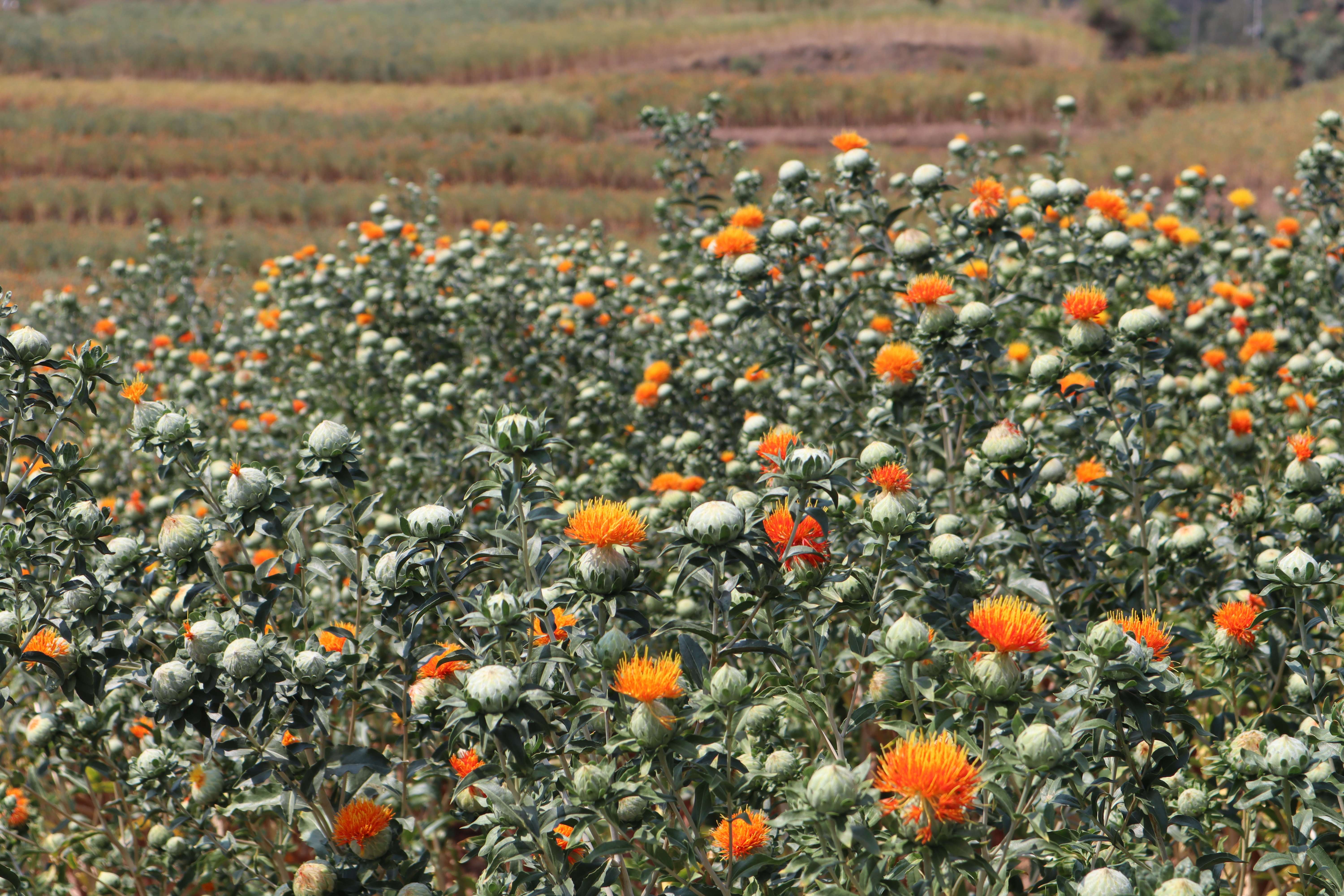 追风逐花 爱在大理 | 南涧：红花映春，开出乡村振兴新“丰景”
