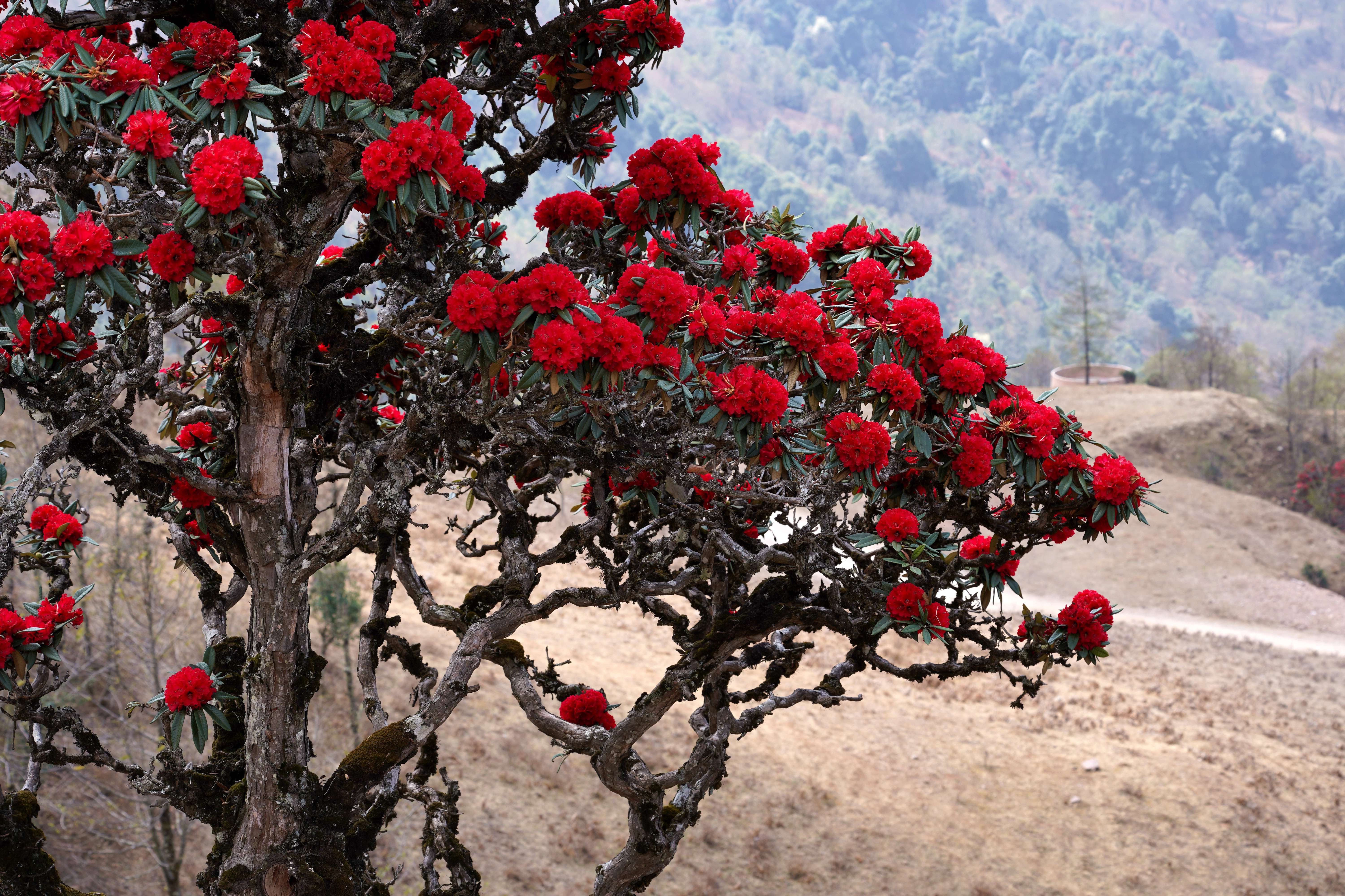 追风逐花 爱在大理 | 走！苍山西坡看大树杜鹃去