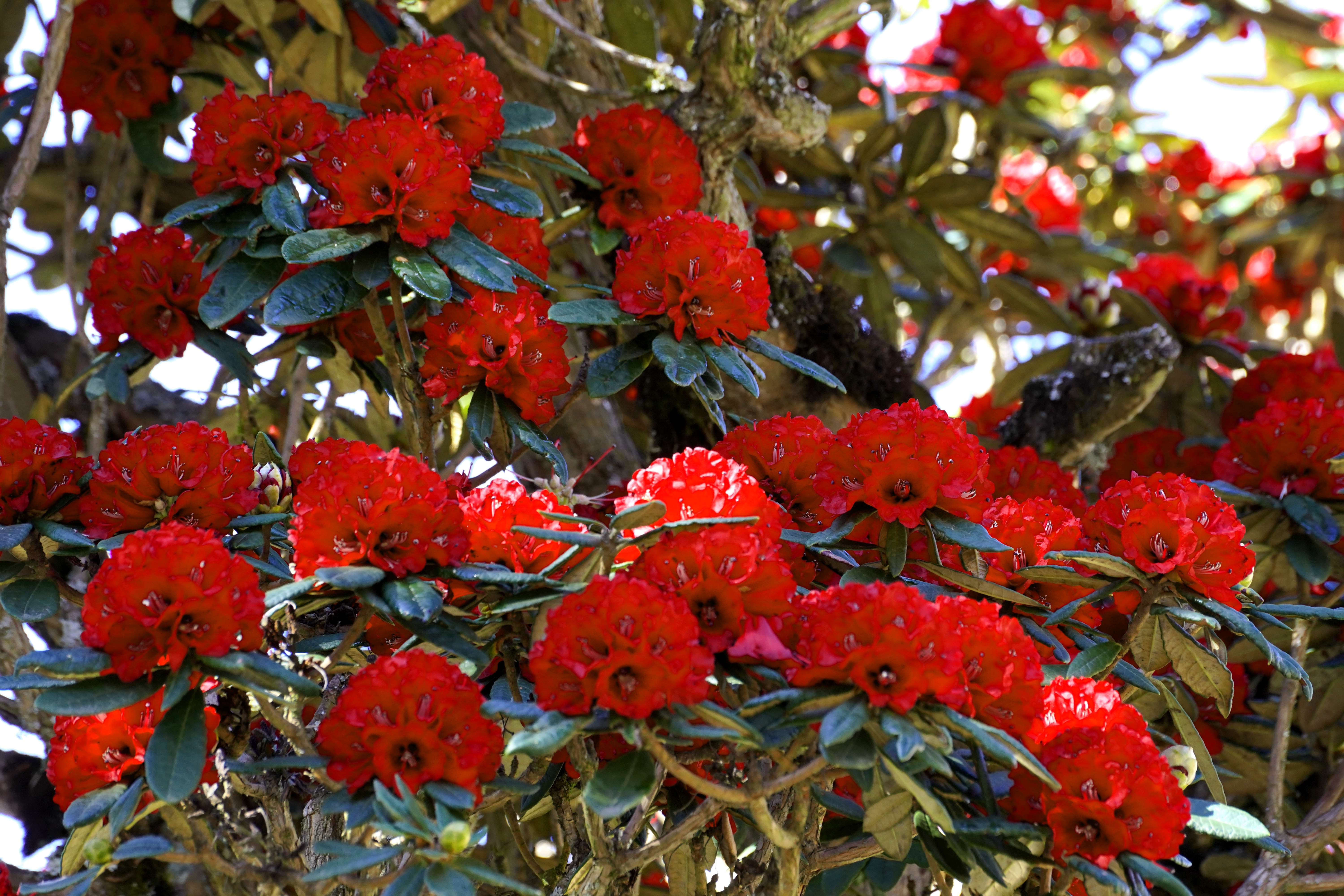 追风逐花 爱在大理 | 走！苍山西坡看大树杜鹃去