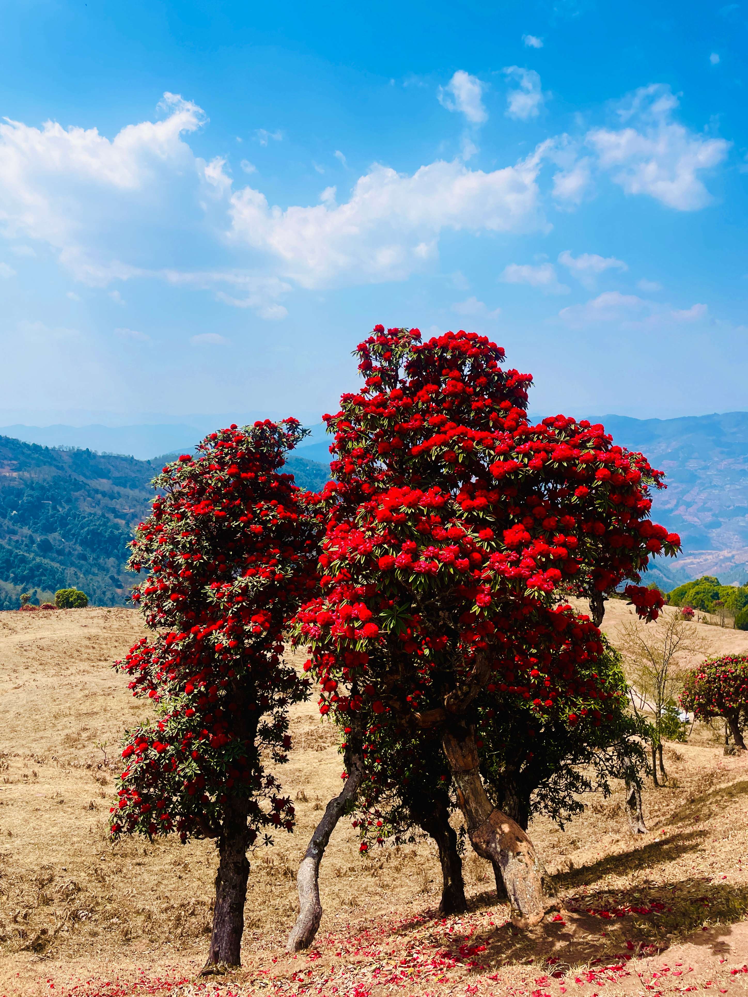 追风逐花 爱在大理 | 走！苍山西坡看大树杜鹃去
