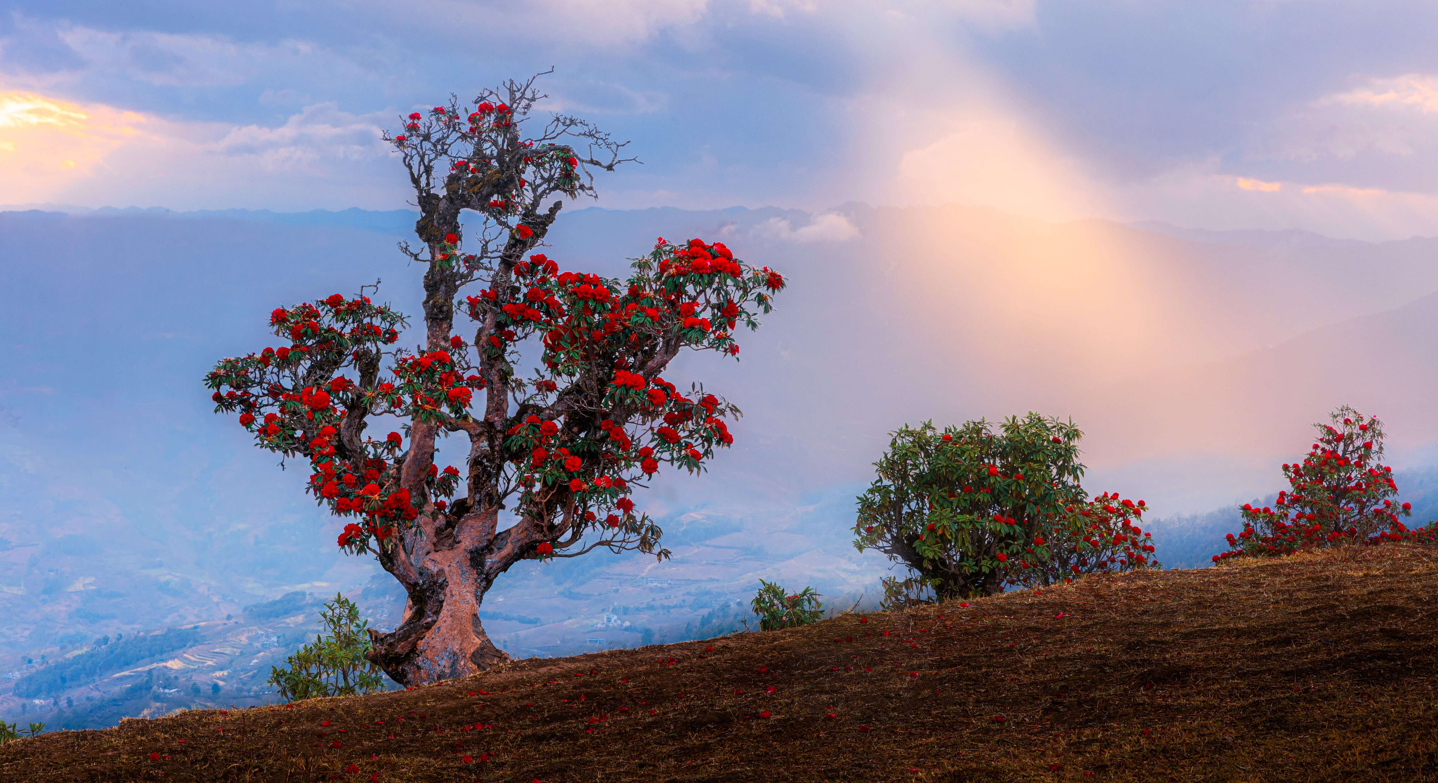 追风逐花 爱在大理 | 走！苍山西坡看大树杜鹃去