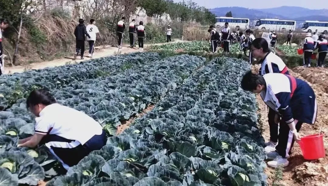 昆一中晋宁学校学子赴抚仙湖开展劳动与古生物遗址研学活动